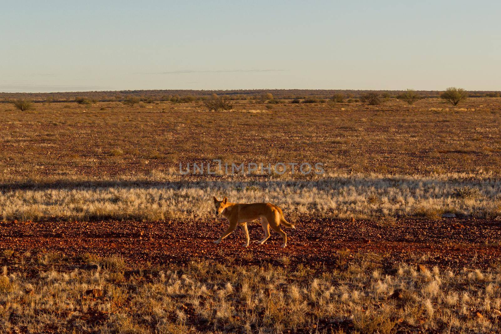 Australian dingo looking for a prey in the middle of the outback in central Australia. The dingo is looking towards the left, south australia by bettercallcurry