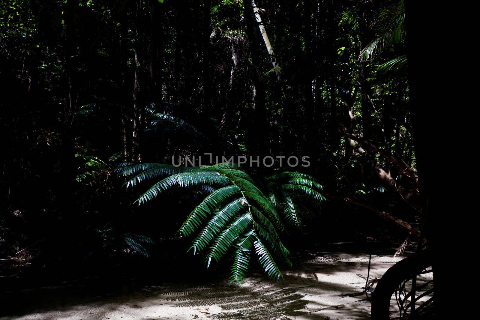 Morning light in beautiful jungle garden, sun is shining right on palm leaves, fraser island, australia by bettercallcurry