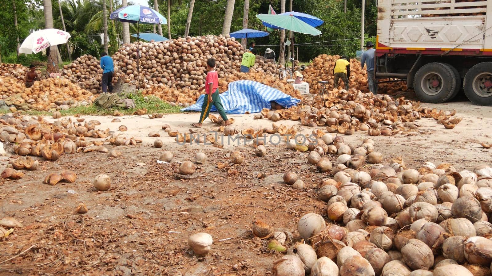 KOH SAMUI ISLAND, THAILAND - 1 JULY 2019: Asian thai men working on coconut plantation sorting nuts ready for oil and pulp production. Traditional asian agriculture and job. by DogoraSun