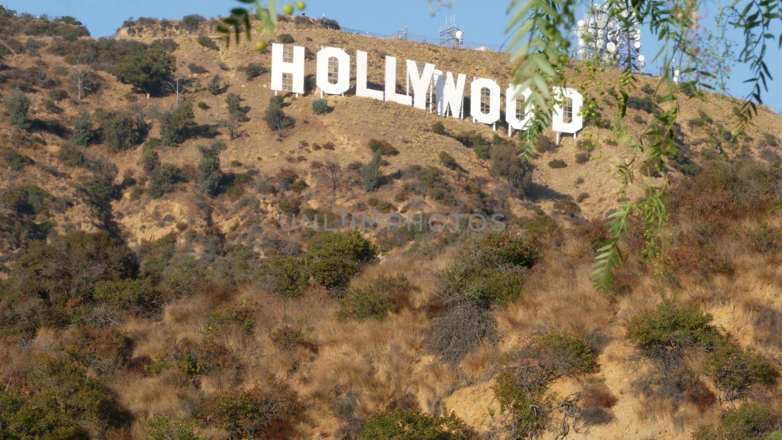 LOS ANGELES, CALIFORNIA, USA - 7 NOV 2019: Iconic Hollywood sign. Big letters on hills as symbol of cinema, movie studios and entertainment industry. Large text on mountain, view thru green leaves.