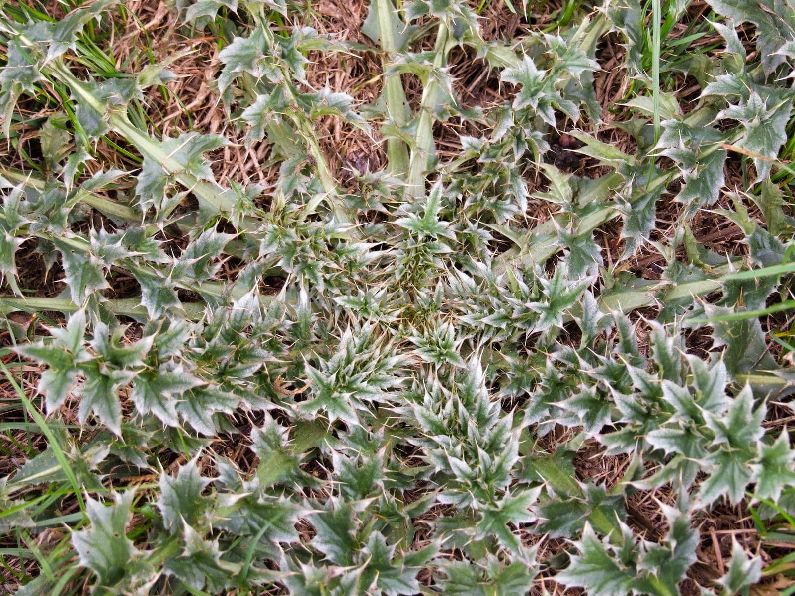 In an open-air agricultural field, a prickly green plant is close-up.Texture or background