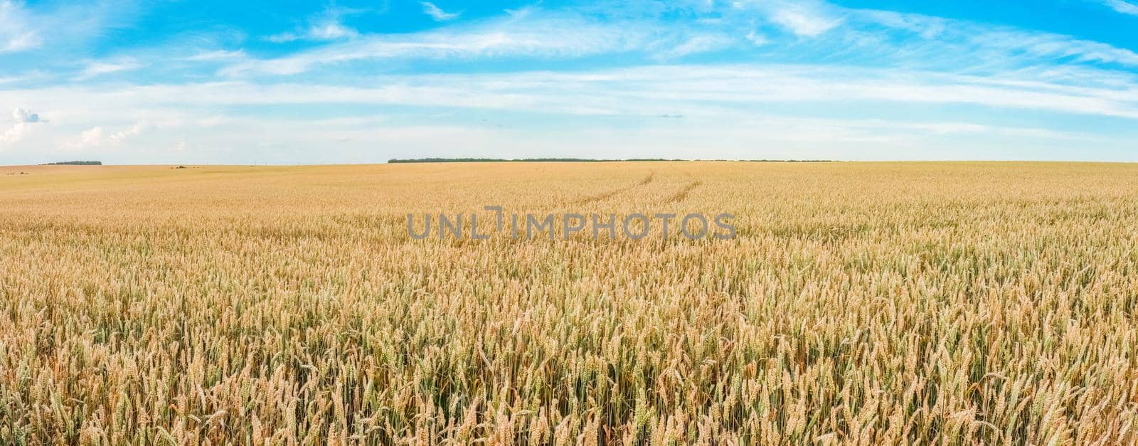 field of ripe wheat against the sky by roman112007
