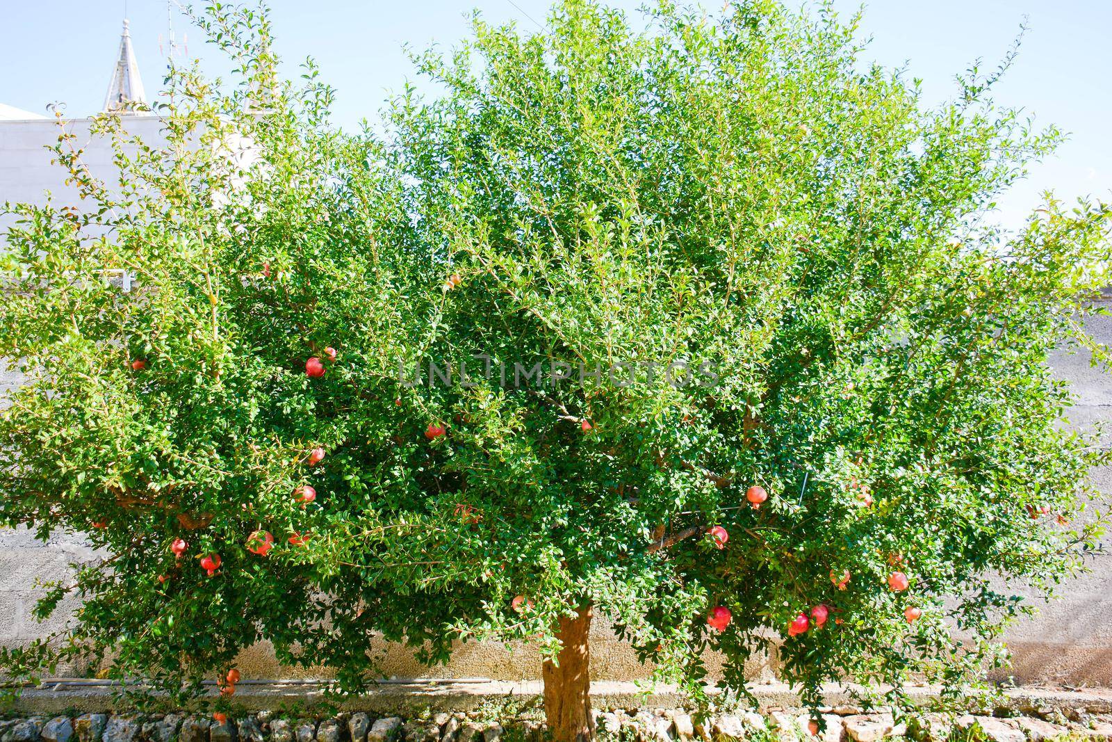 pomegranate tree by iacobino