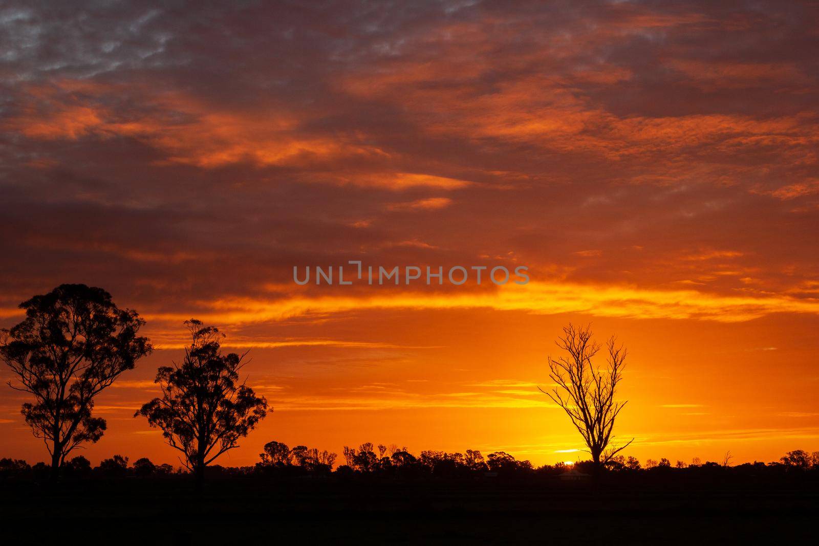 once in a lifetime sunset in Australia with silhouettes of trees, Cobram, Victoria.