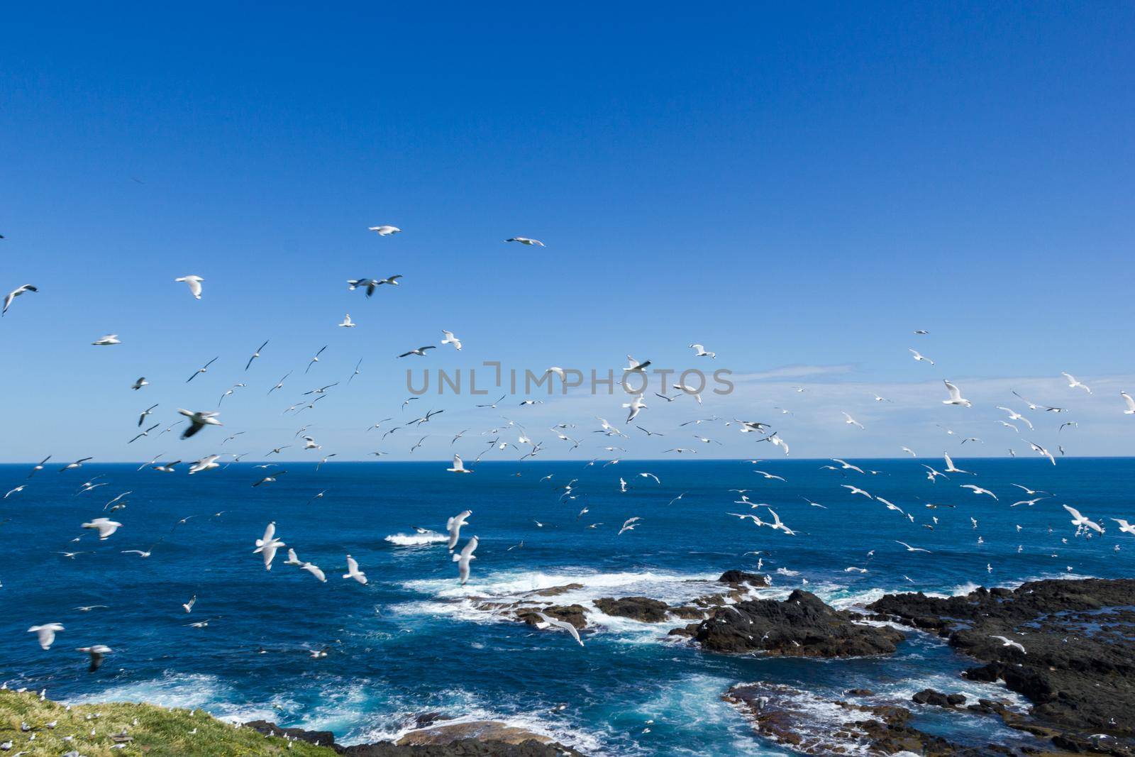 hundrets of gulls are flying at the noobies in Philip Island, Victoria, Australia
