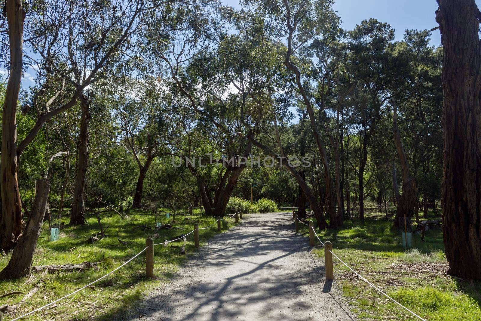 Eucalyptus tree tunnel, Koloa Park, Victoria Australia