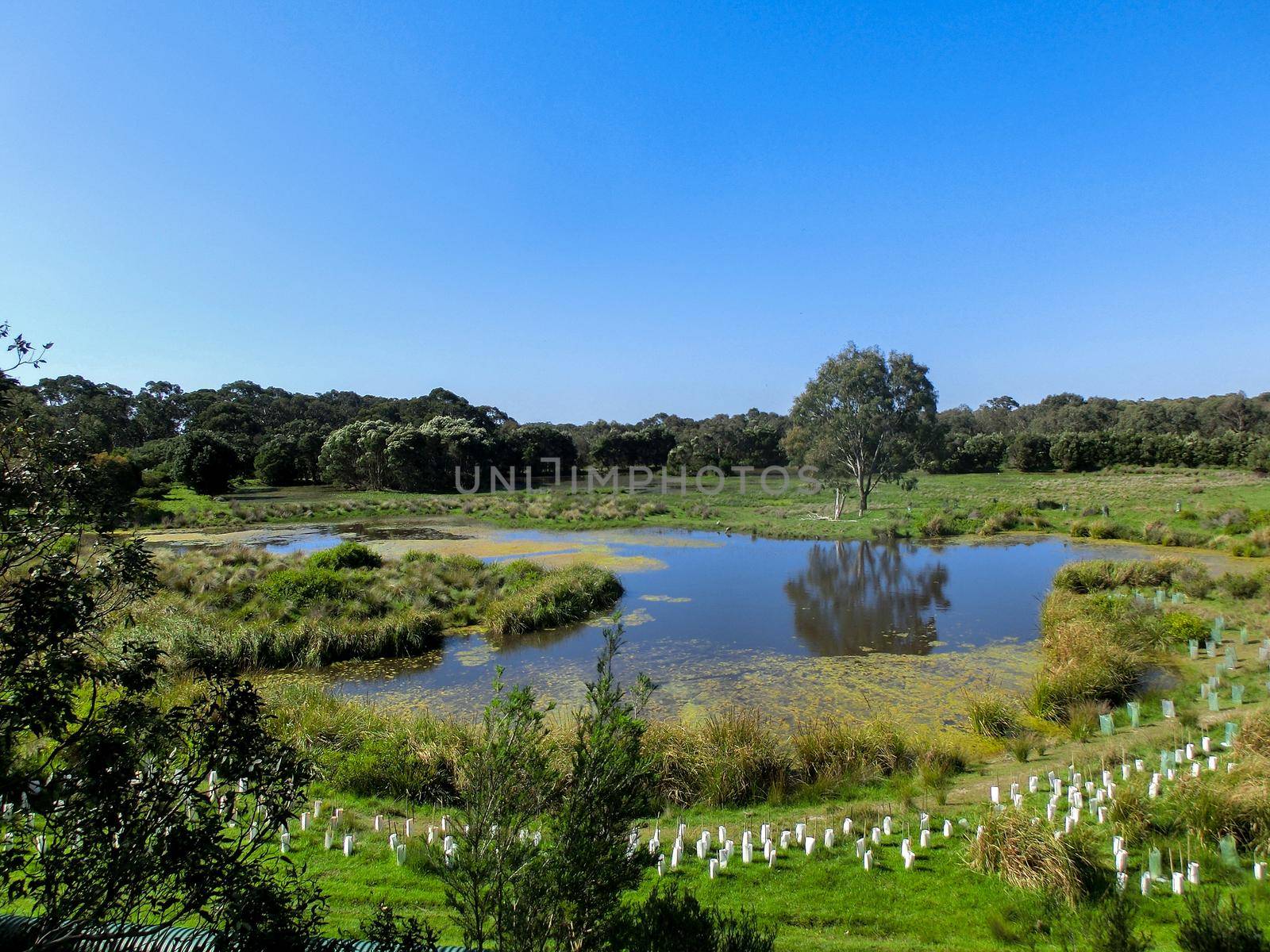 Lake in a Coala Park, Philip Island, Victoria, Australia by bettercallcurry