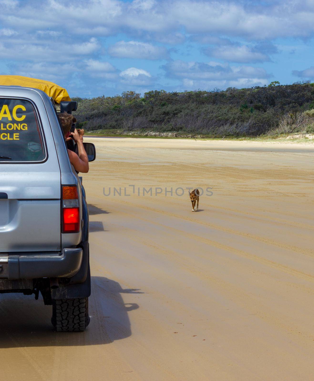 trourist taking pictures of a Dingo out of the car, on the beach in Great Sandy National Park, Fraser Island Waddy Point, QLD, Australia by bettercallcurry