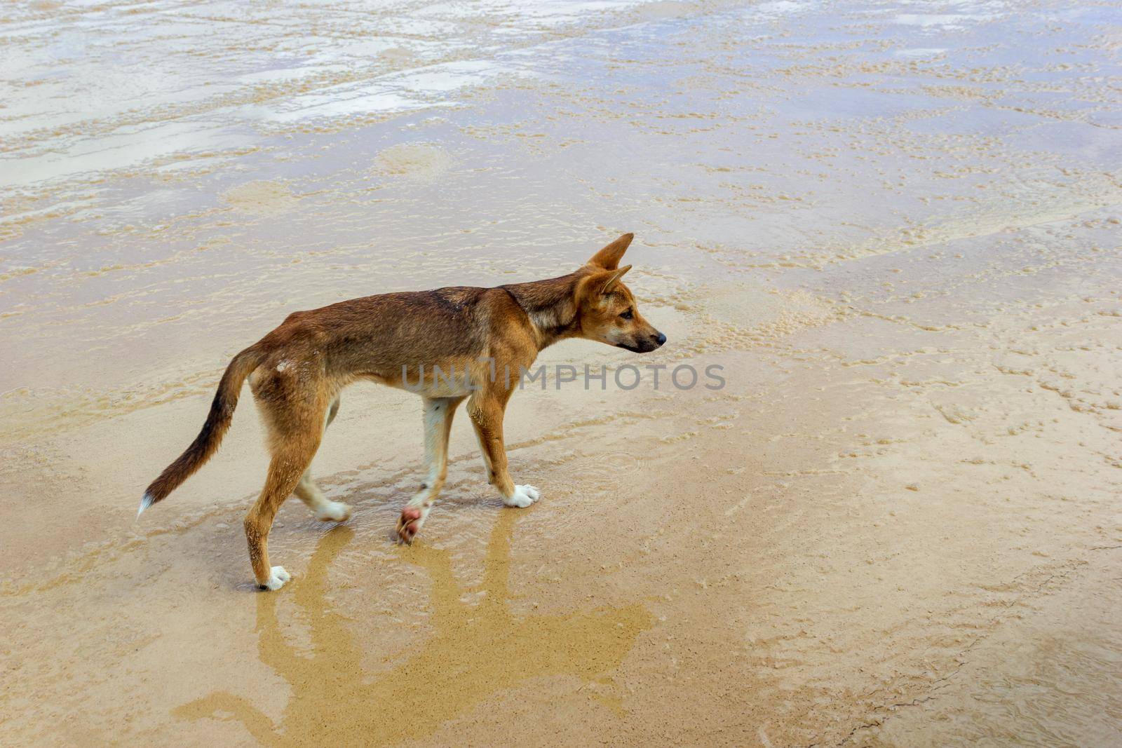 Dingo on the beach in Great Sandy National Park, Fraser Island Waddy Point, QLD, Australia.