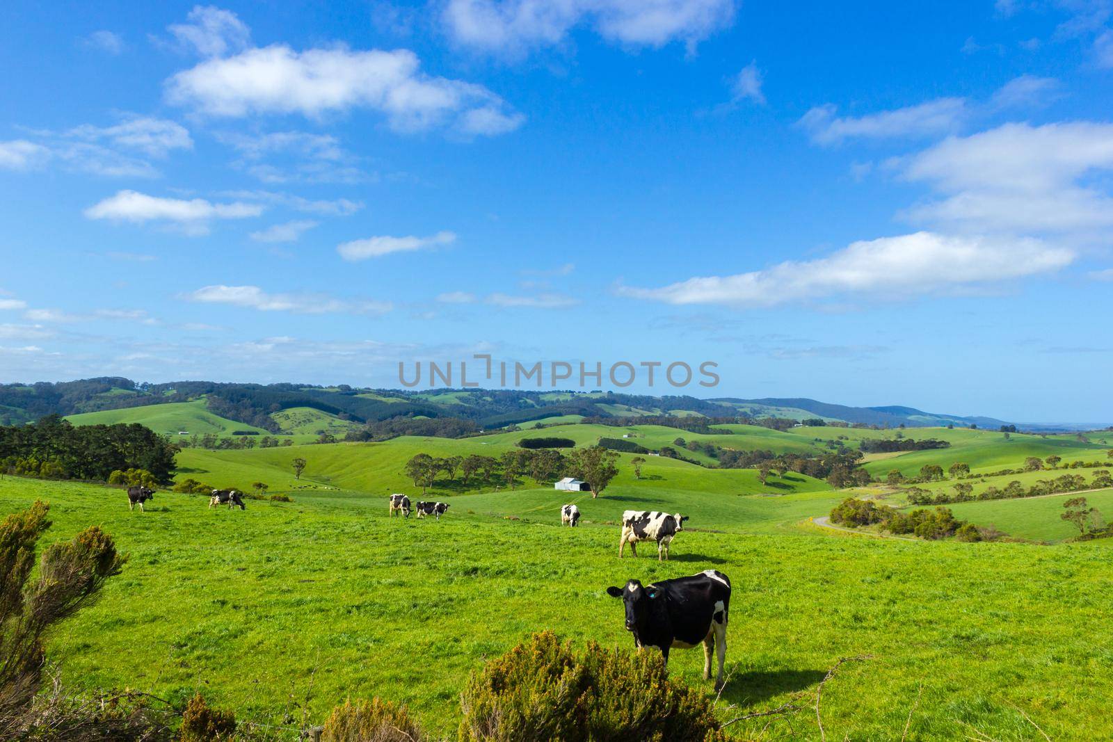 Kühe, die auf einem grünen Hügel, an einem sonnigen Tag, Victoria, Australien grasen