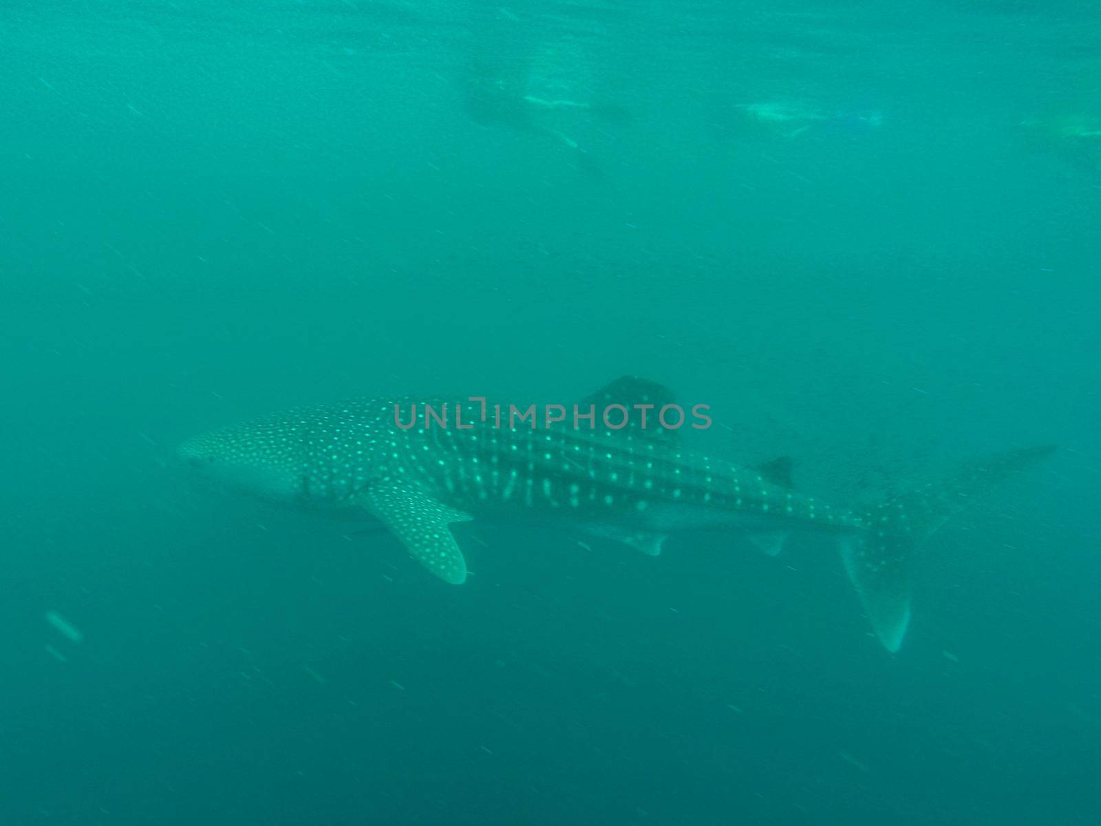 Whale Shark in ocean with Cobia fish and Remoras, Western Australia