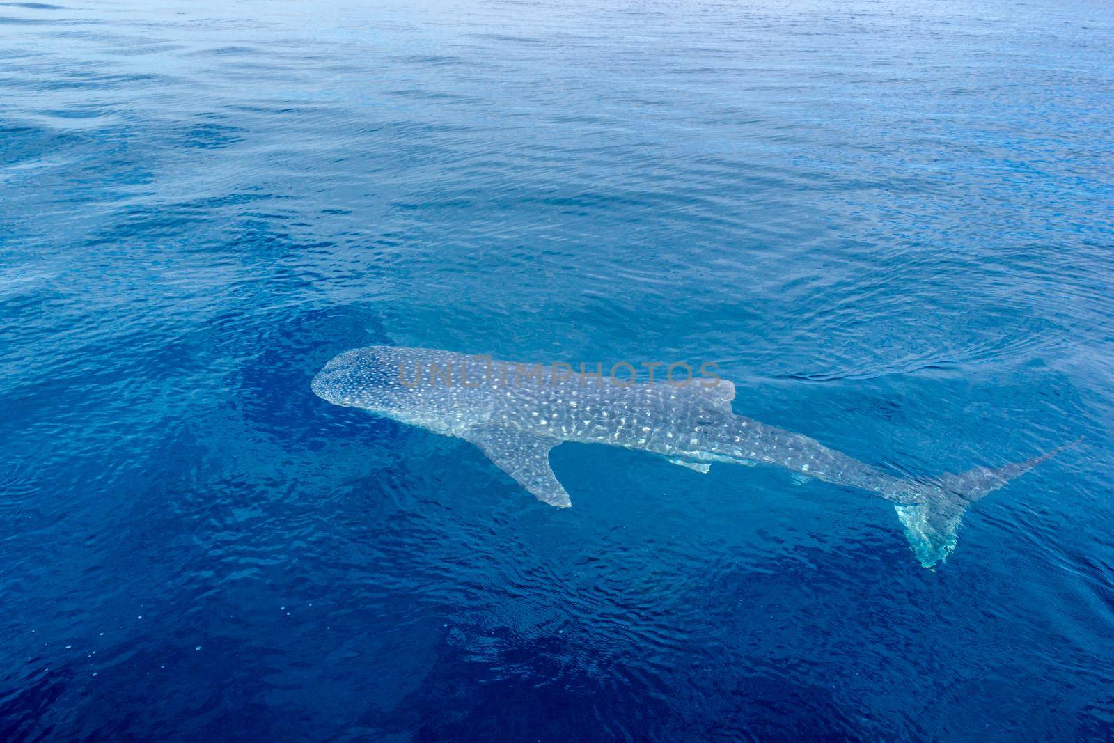 a small baby Whale Shark, shot from a boat, Nigaloo Reef Western Australia by bettercallcurry