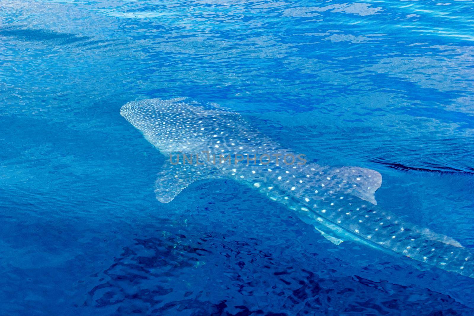 a small baby Whale Shark, shot from a boat, Nigaloo Reef