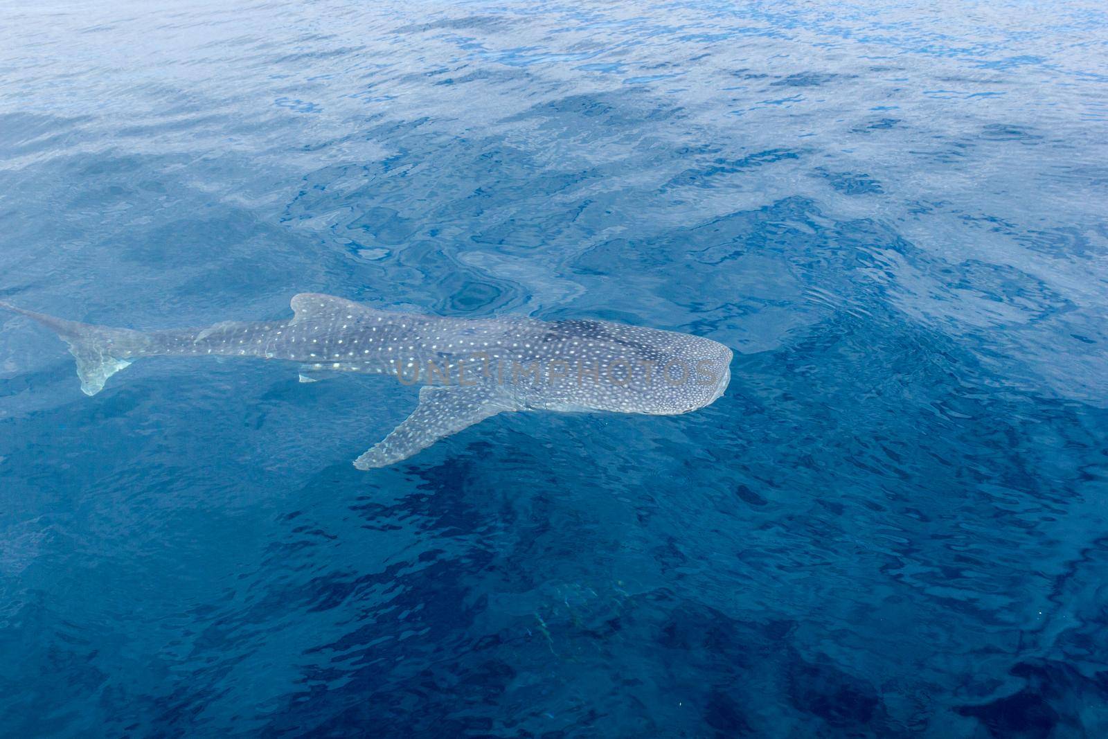 a small baby Whale Shark, shot from a boat, Nigaloo Reef Western Australia by bettercallcurry