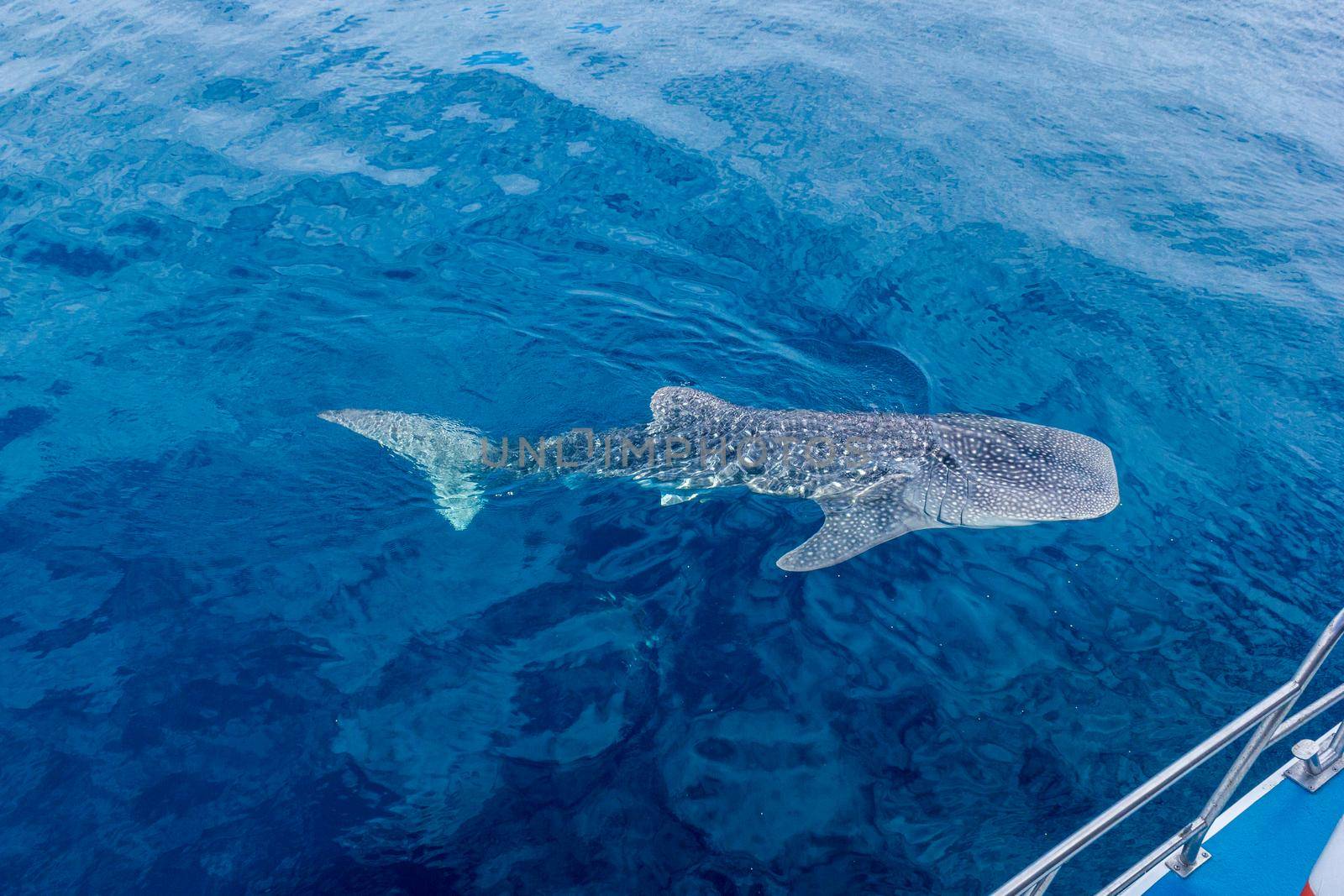 a small baby Whale Shark, shot from a boat, Nigaloo Reef Western Australia by bettercallcurry