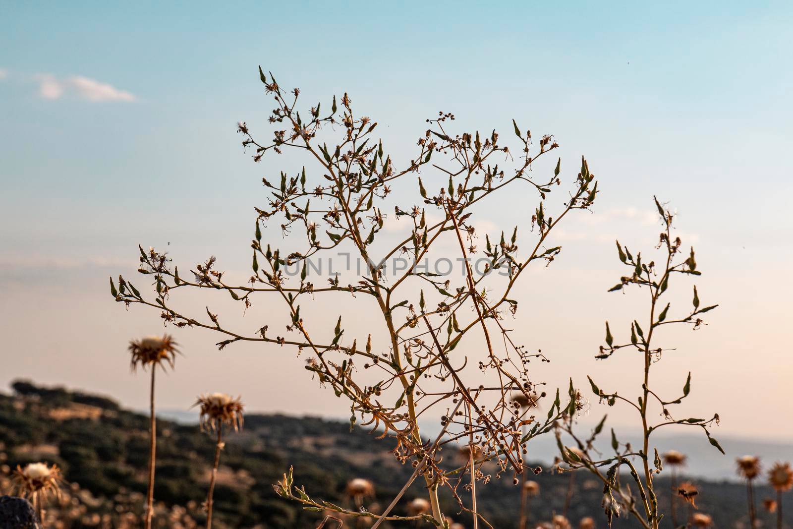 Beautiful couples, fields and landscapes of the Cordoba mountains in Spain. Photograph taken in the month of July.