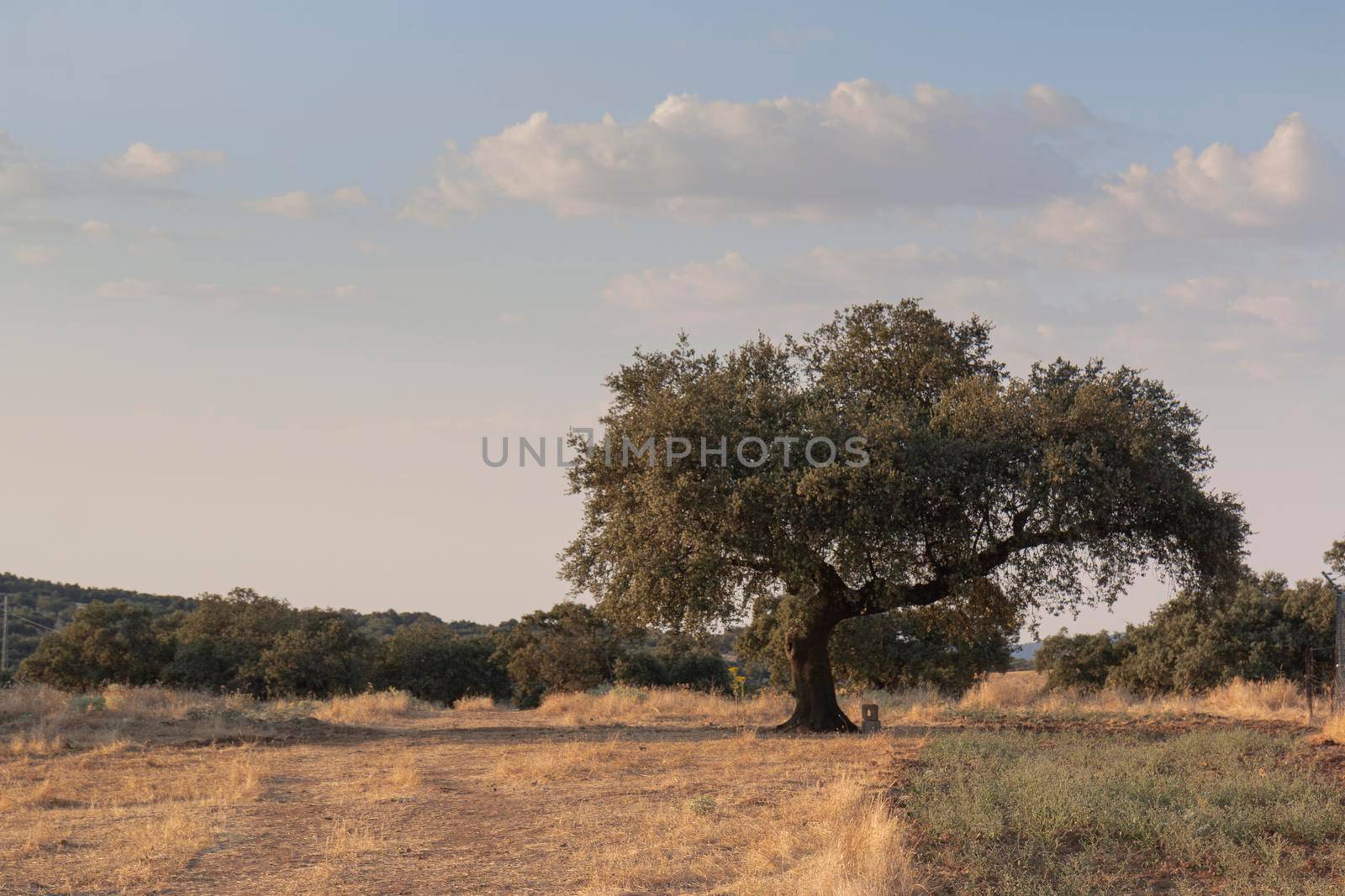 Beautiful couples, fields and landscapes of the Cordoba mountains in Spain. Photograph taken in the month of July.