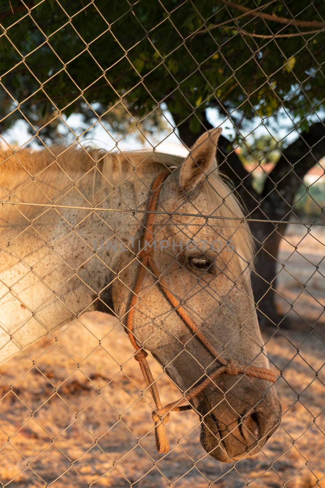 Beautiful couples, fields and landscapes of the Cordoba mountains in Spain. Photograph taken in the month of July. Horse in the field