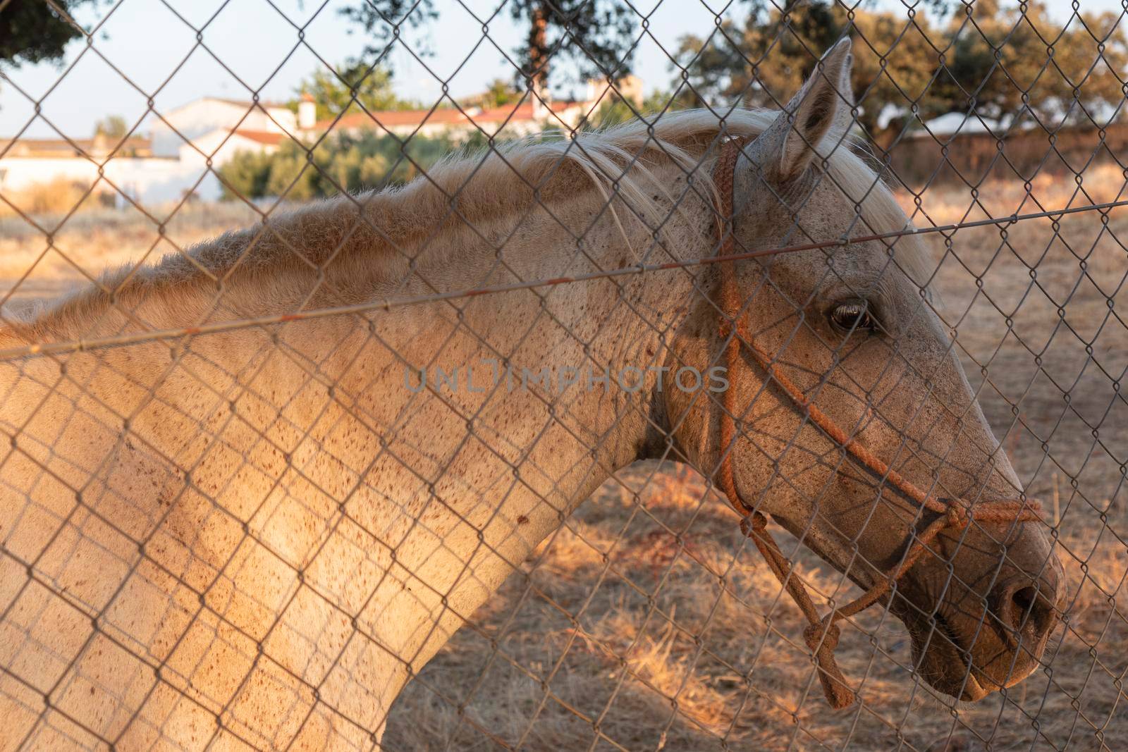 Beautiful couples, fields and landscapes of the Cordoba mountains in Spain. Photograph taken in the month of July. Horse in the field