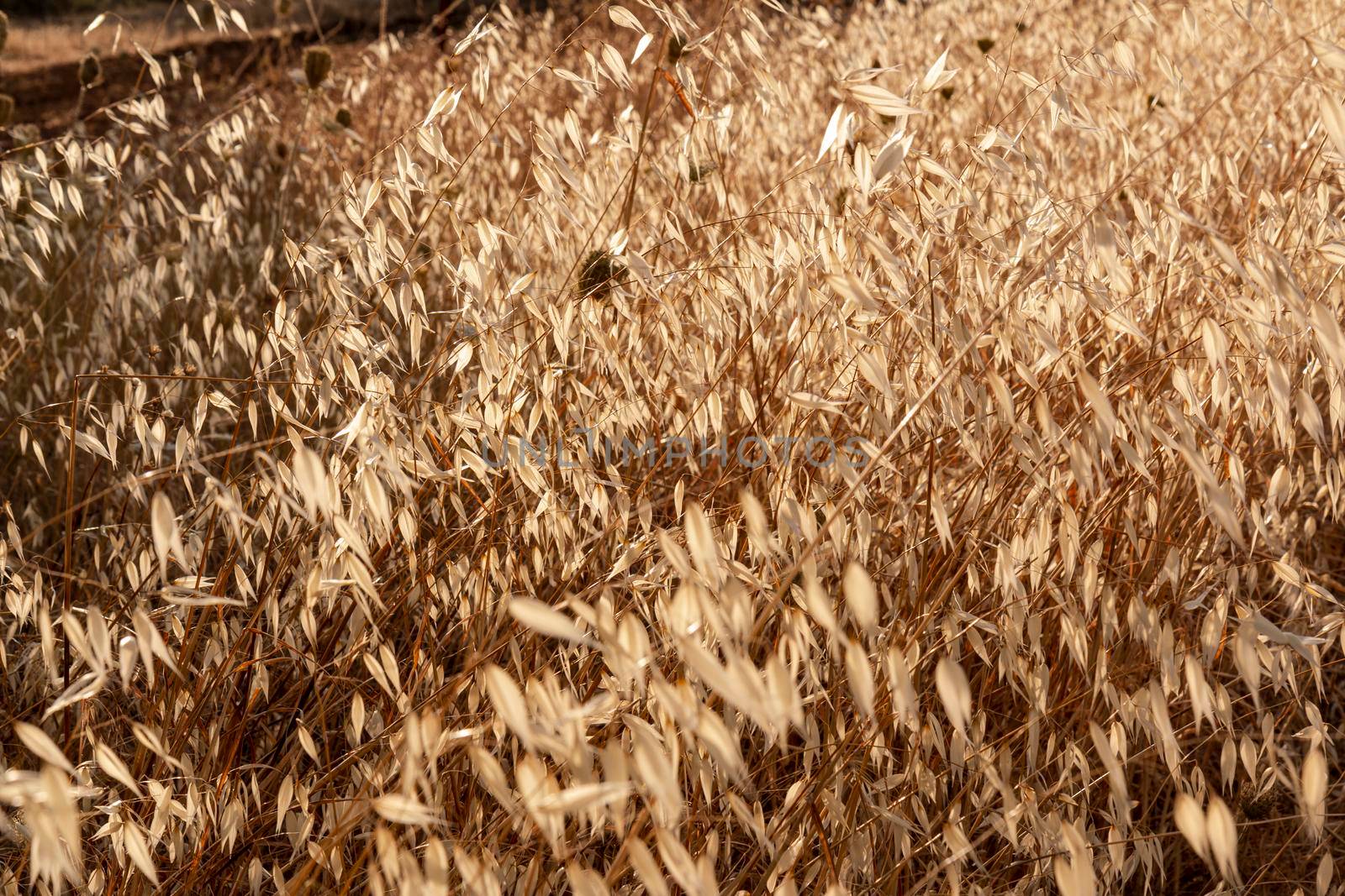 Beautiful couples, fields and landscapes of the Cordoba mountains in Spain. Photograph taken in the month of July. Cereal field