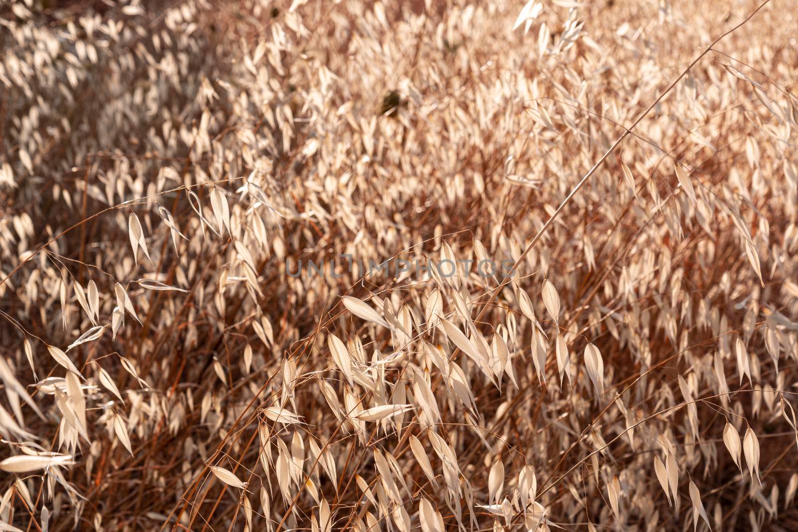 Beautiful couples, fields and landscapes of the Cordoba mountains in Spain. Photograph taken in the month of July. Cereal field