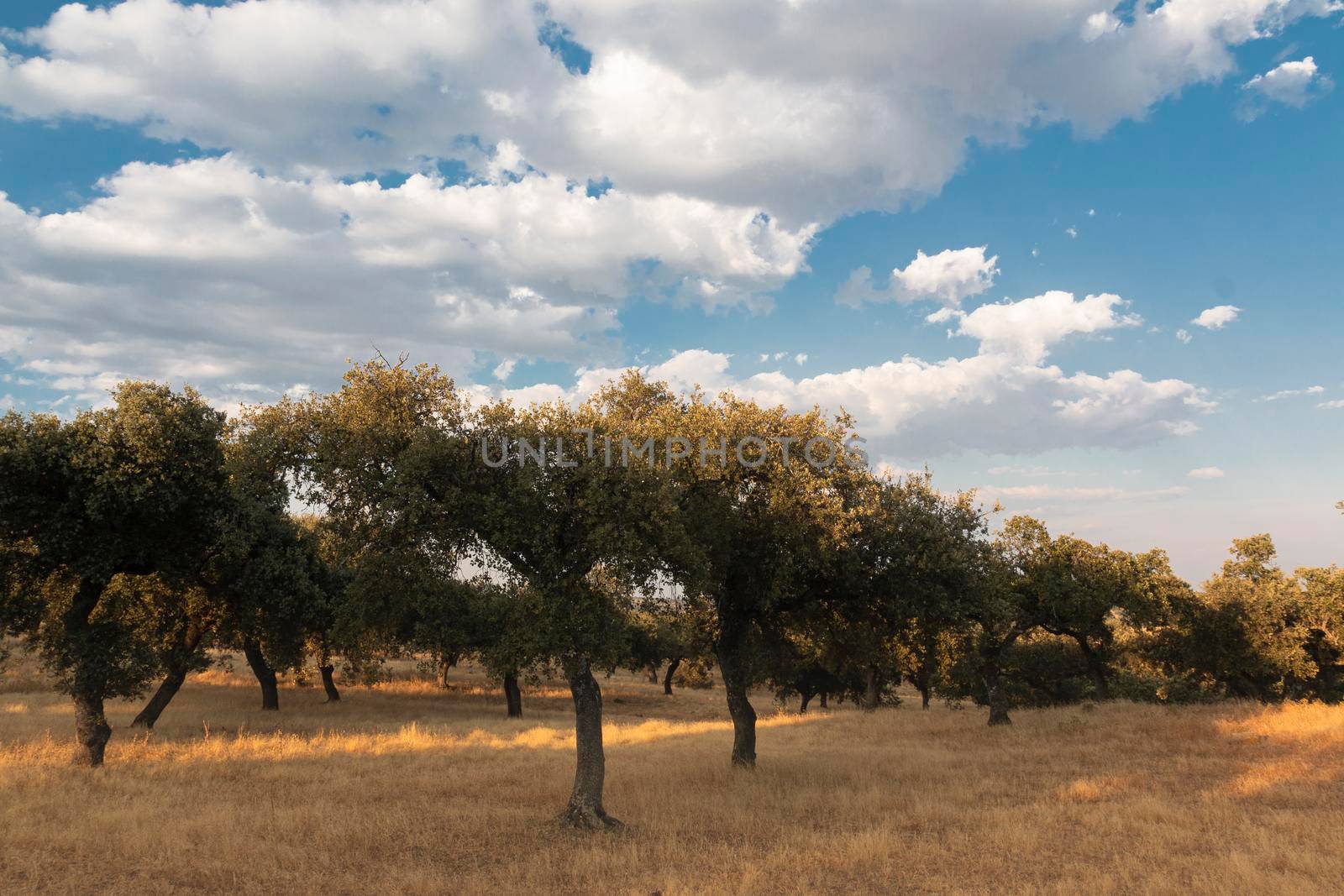 Beautiful couples, fields and landscapes of the Cordoba mountains in Spain. Photograph taken in the month of July.