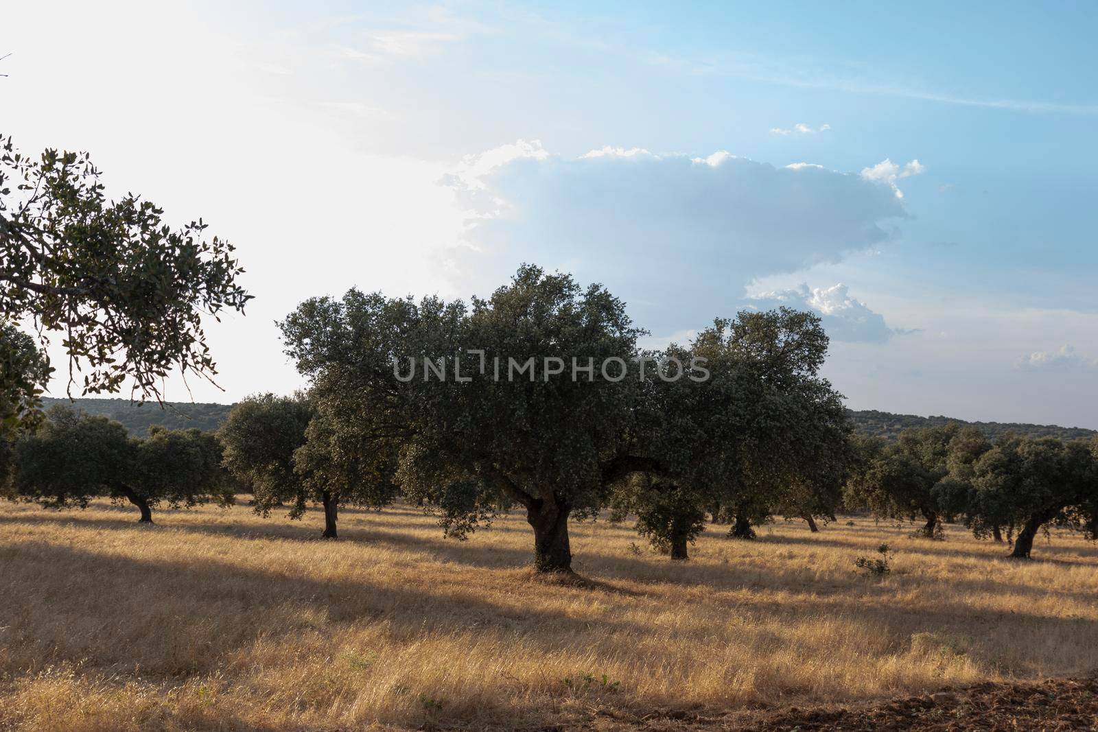 Beautiful couples, fields and landscapes of the Cordoba mountains in Spain. Photograph taken in the month of July.