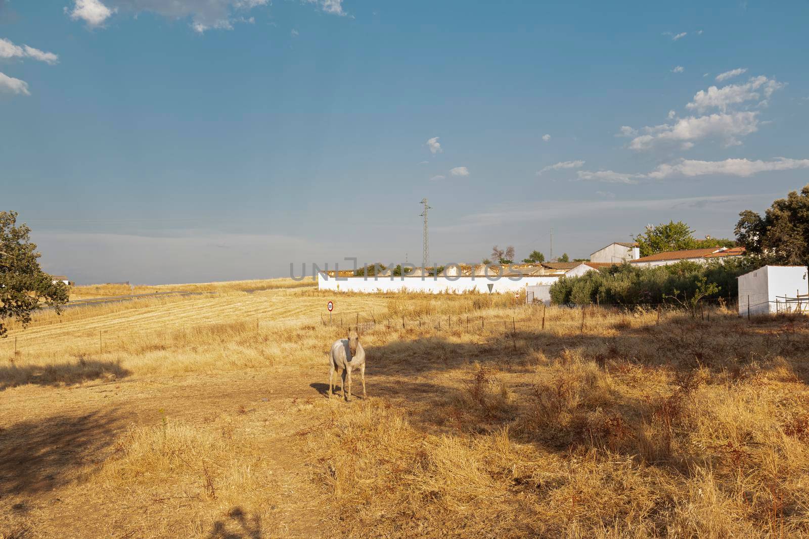 Beautiful couples, fields and landscapes of the Cordoba mountains in Spain. Photograph taken in the month of July. Horse in the field