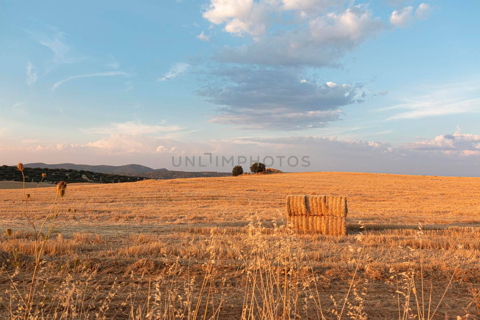 Farm-packed cereals Beautiful couples, fields and landscapes of the Cordoba mountains in Spain. Photograph taken in the month of July.