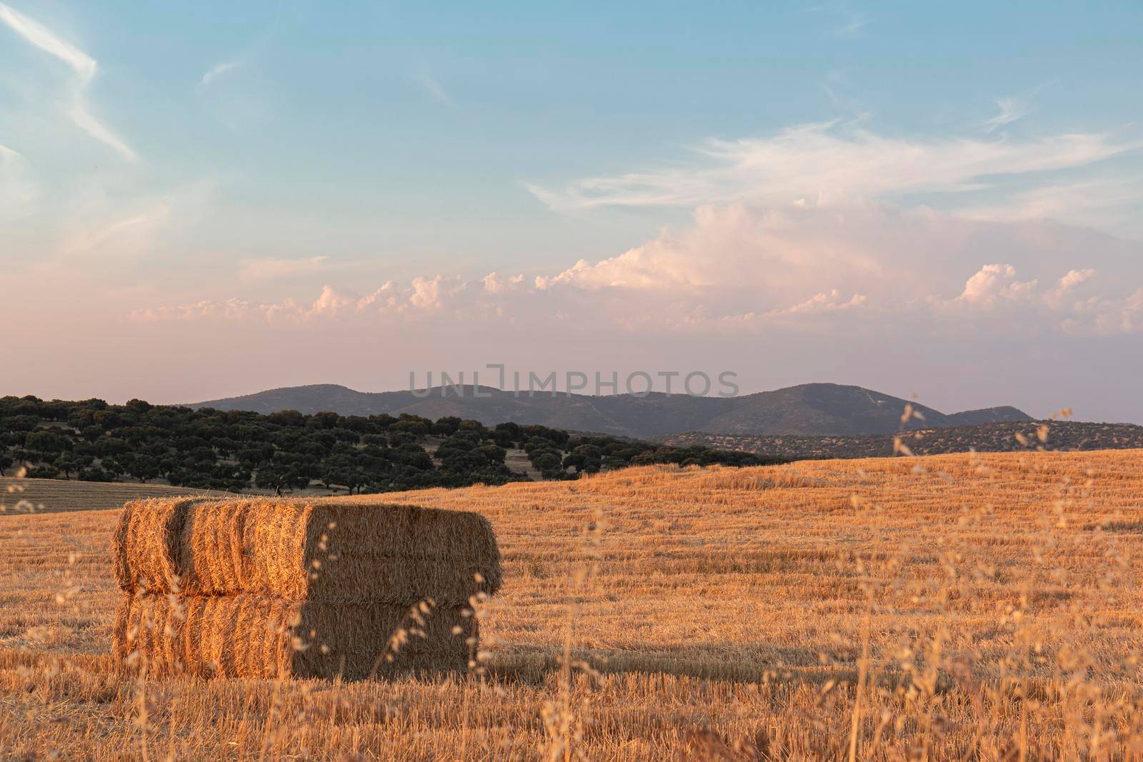 Farm-packed cereals couples, fields and landscapes of the Cordoba mountains in Spain. Photograph taken in the month of July.