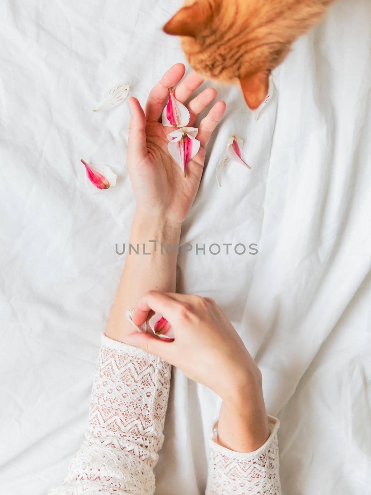 Top view on ginger cat sniffing woman's hands with pink flower petals. Fluffy pet and pet owner crumpled white textile background.