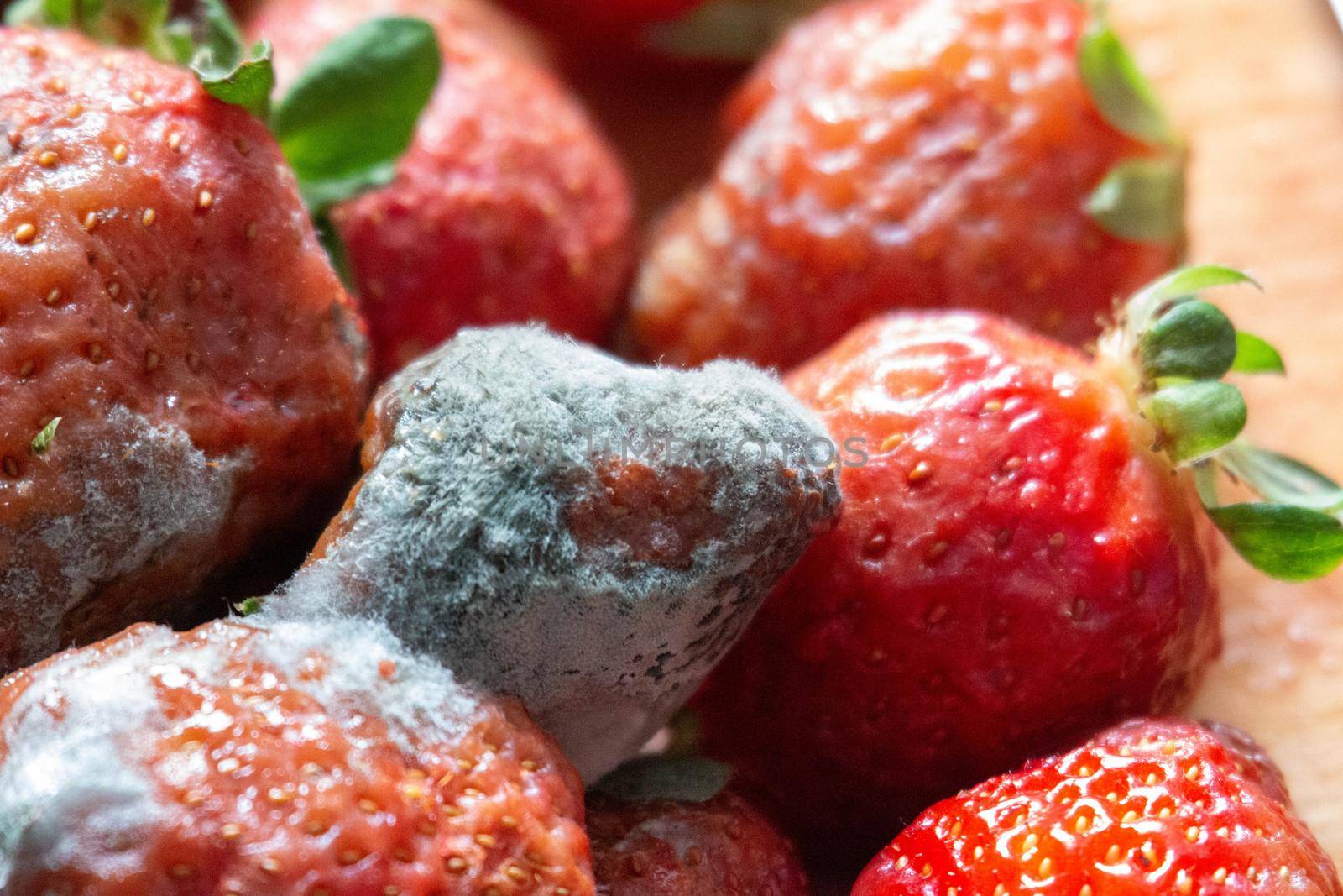 close up photos of moldy strawberries. Food waste is a big issue. High quality photo