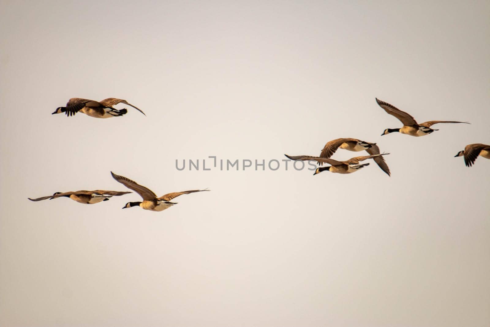 Canadian geese migrate in the sky. High quality photo