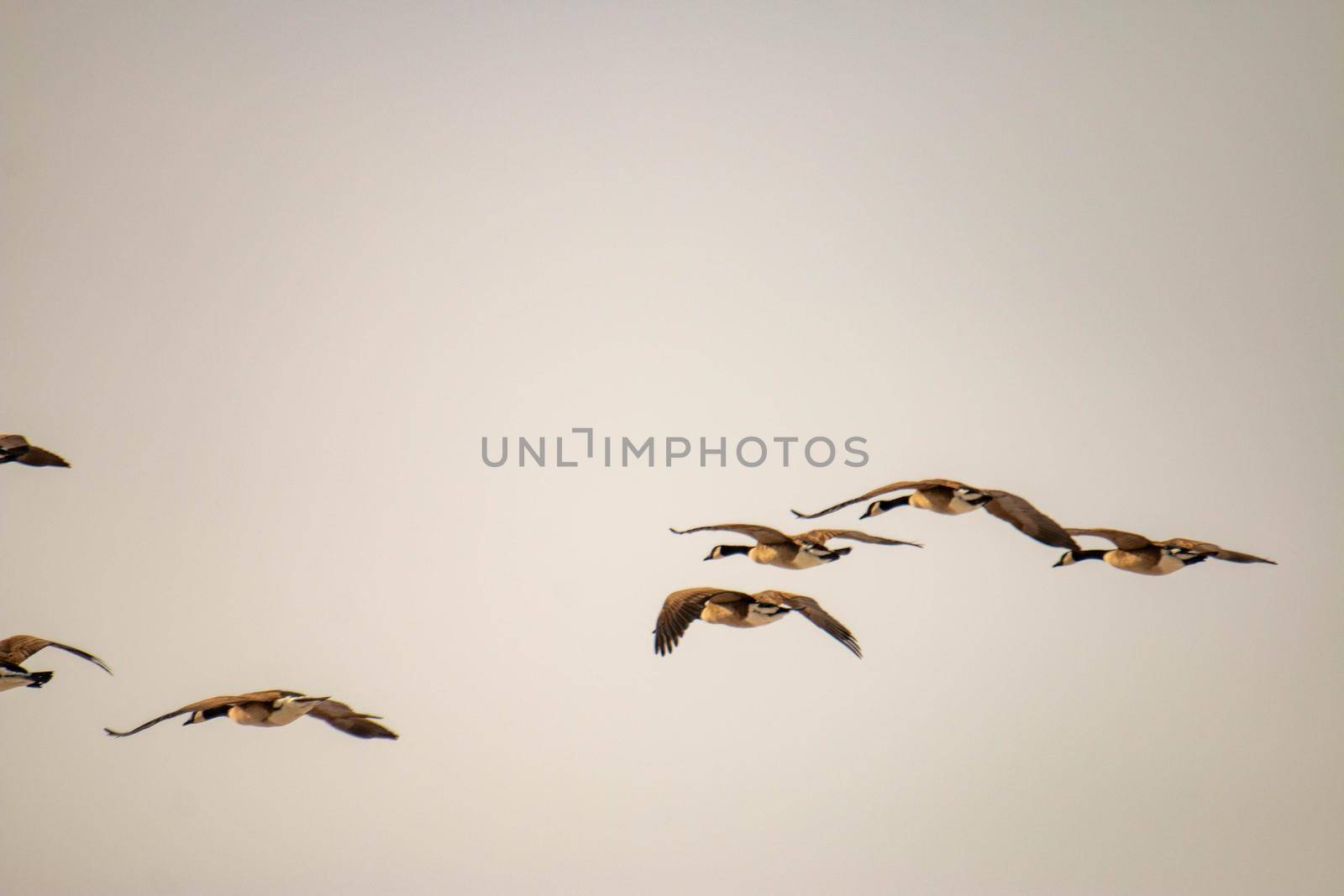 Canadian geese migrate in the sky. Arrow formation  by mynewturtle1