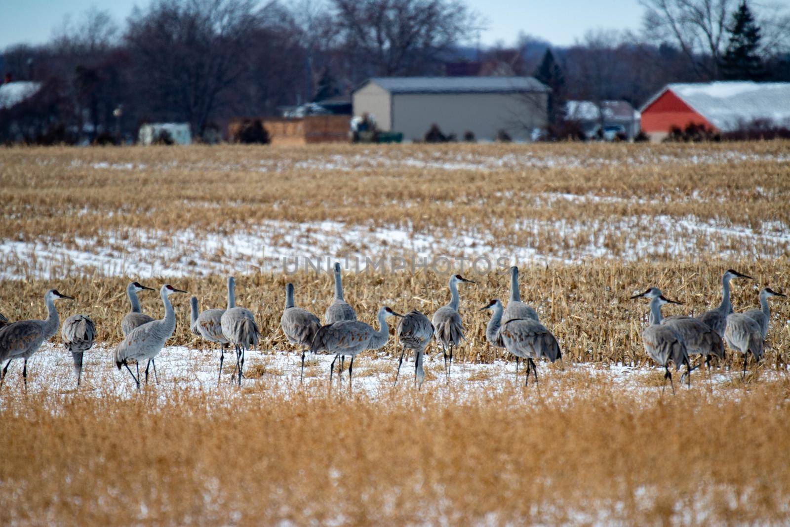 Group of sandhill cranes congregating in Ontario as they migrate by mynewturtle1