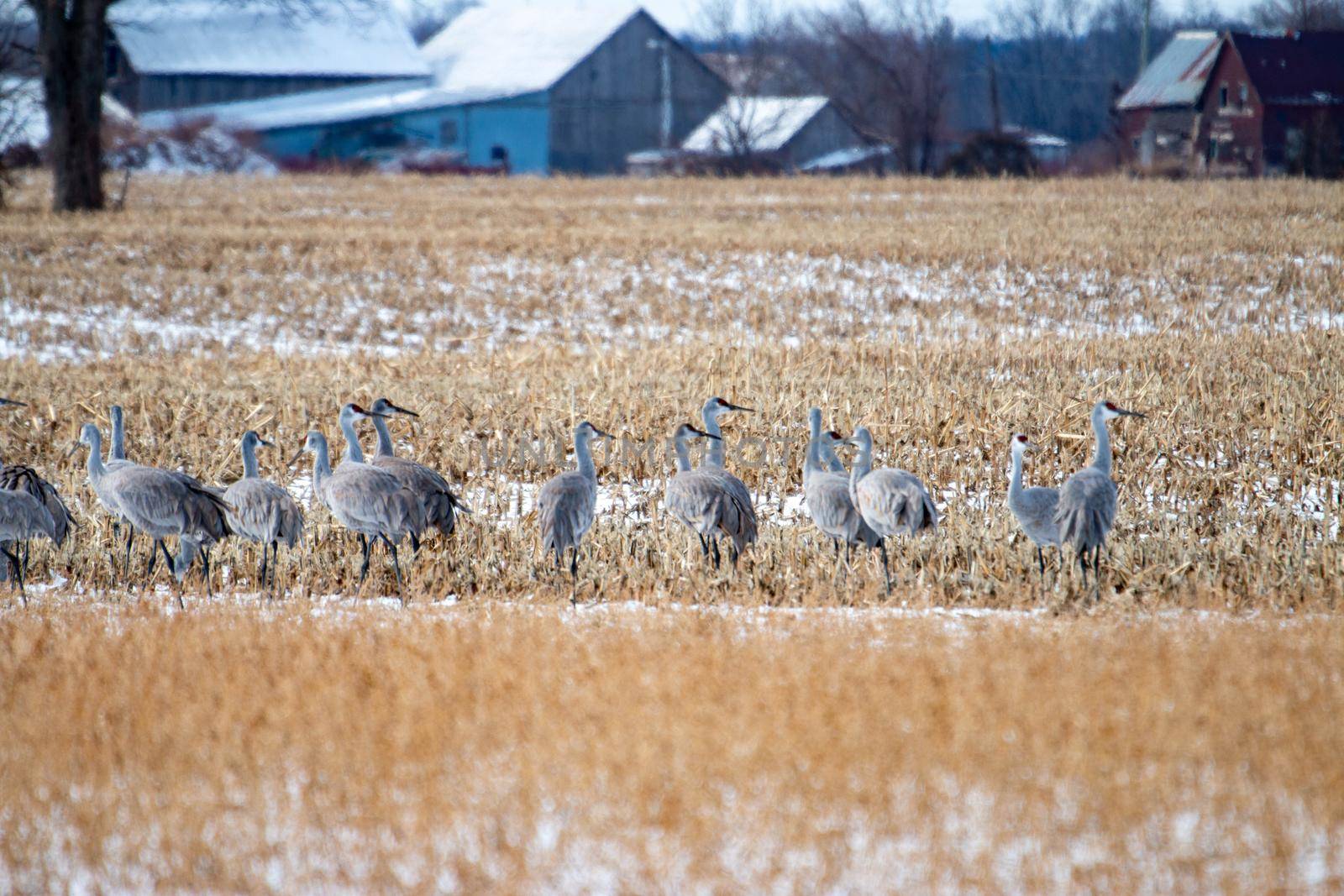 Group of sandhill cranes congregating in Ontario as they migrate by mynewturtle1