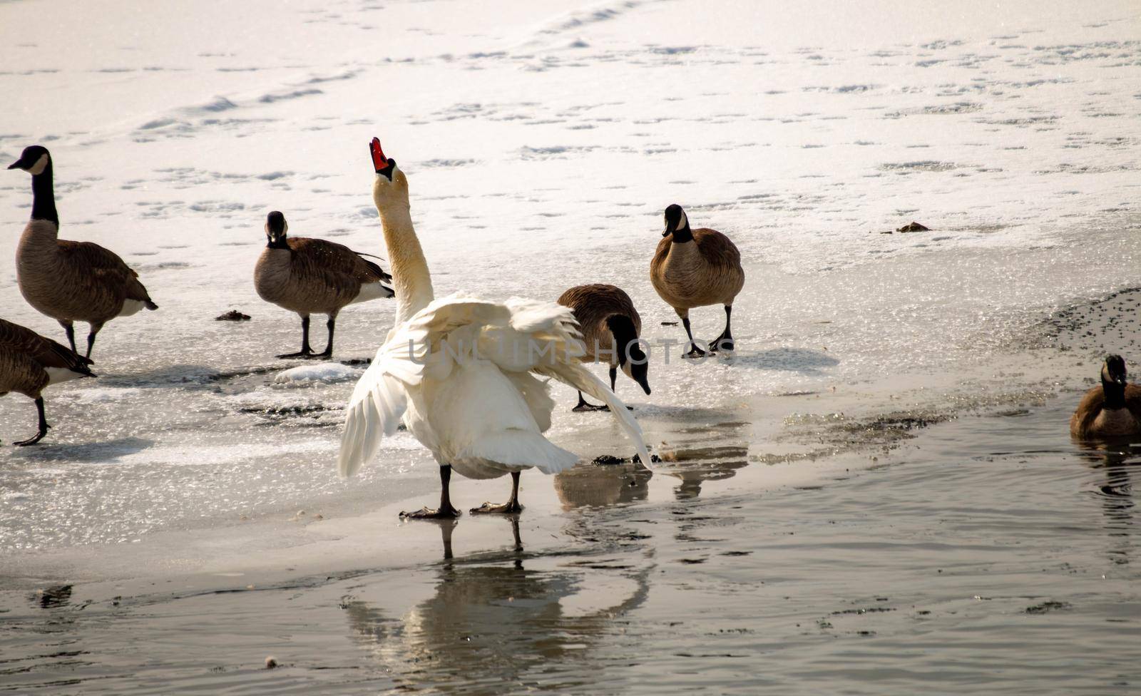 Mute swan, cygnus olor in a canadian pond in winter season  by mynewturtle1