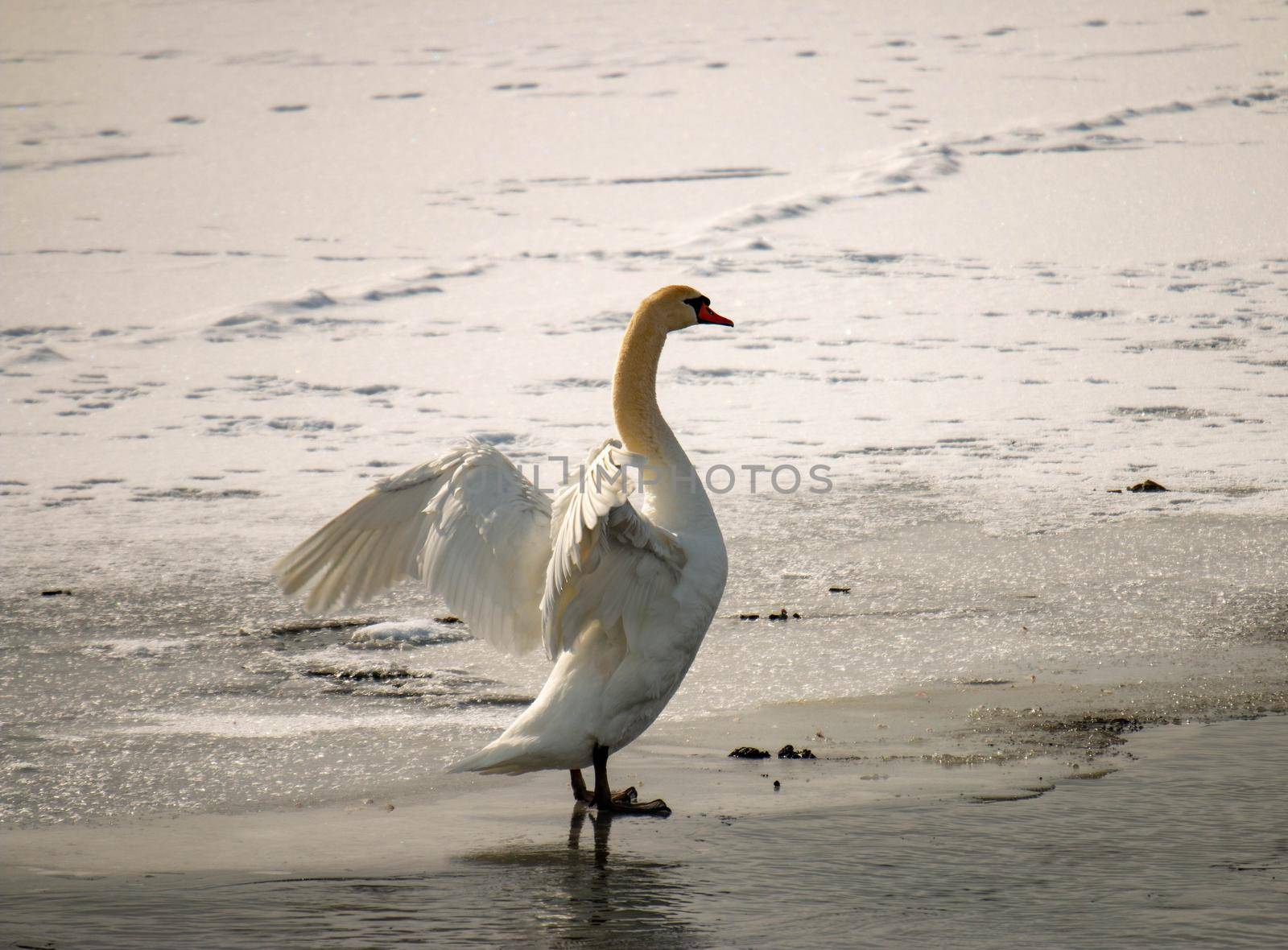 Mute swan, cygnus olor in a canadian pond in winter season  by mynewturtle1