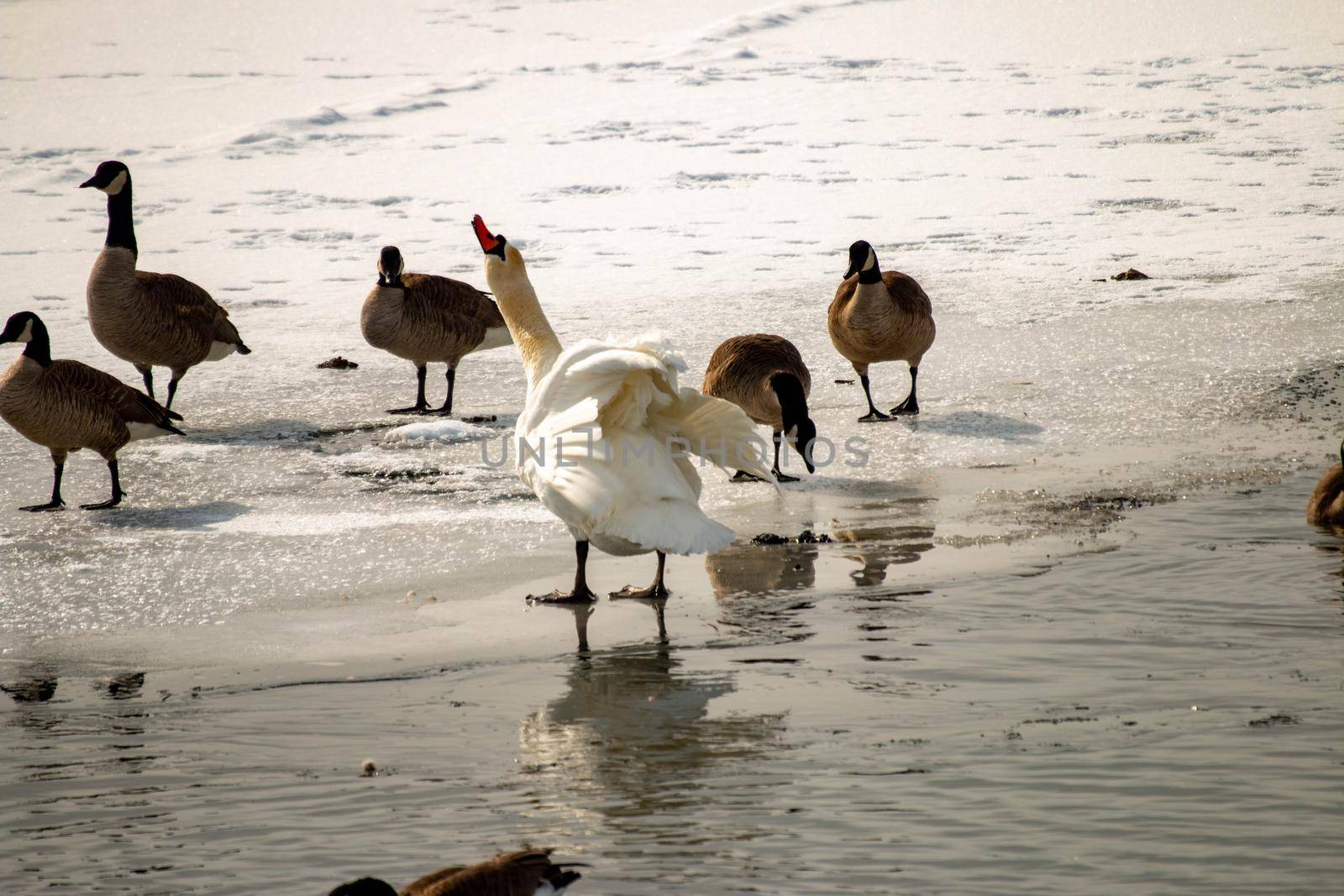 Mute swan, cygnus olor in a canadian pond in winter season  by mynewturtle1