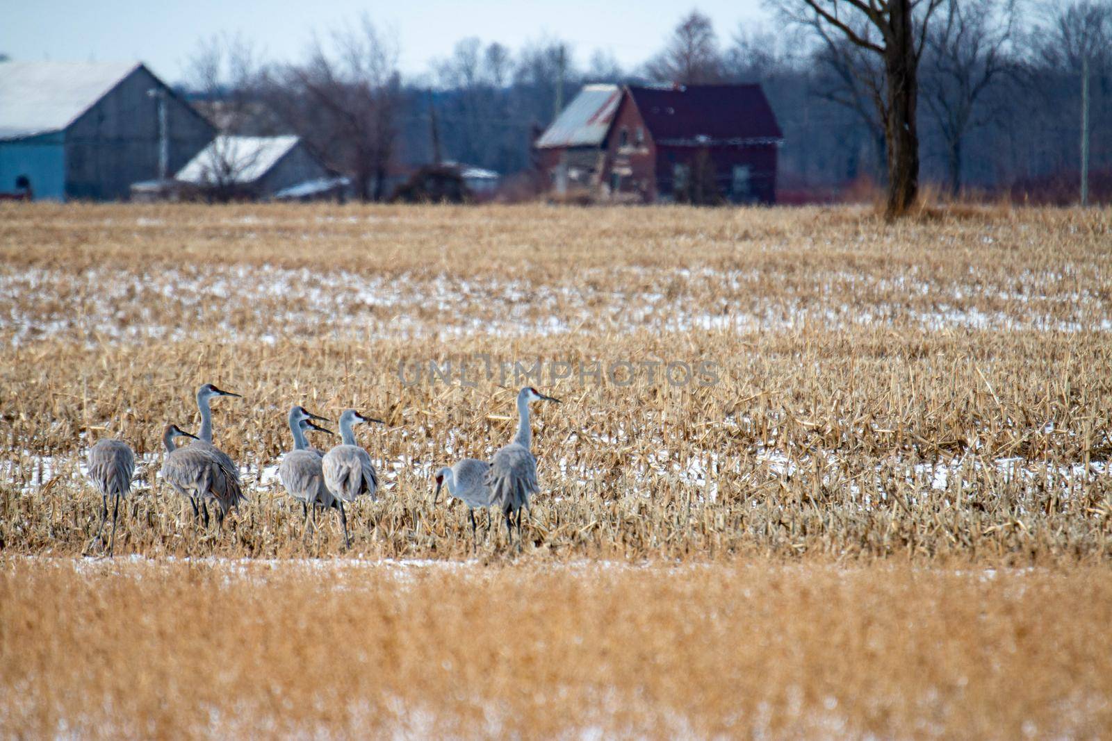 Group of sandhill cranes congregating in Ontario as they migrate. High quality photo