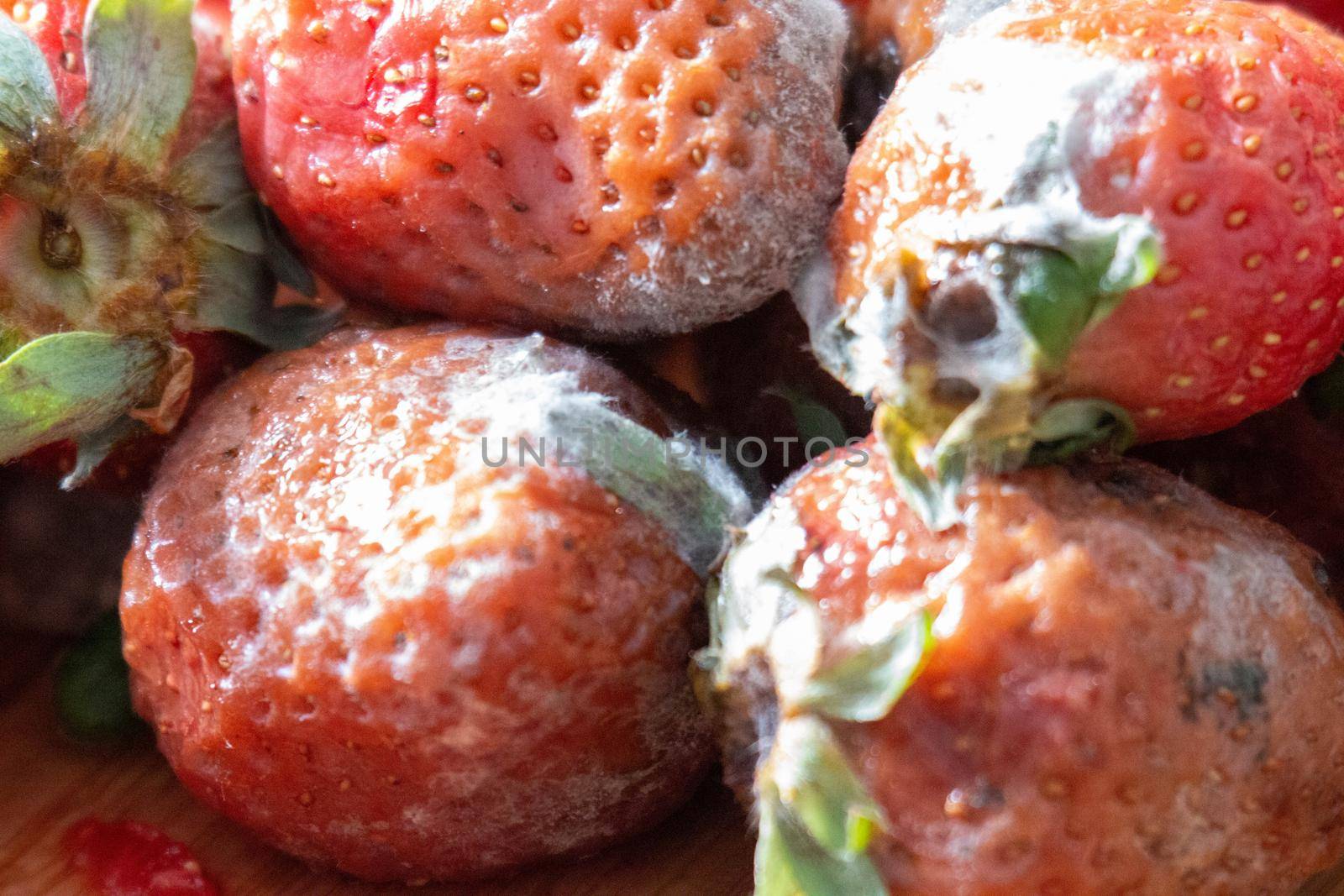 close up photos of moldy strawberries. Food waste is a big issue. High quality photo