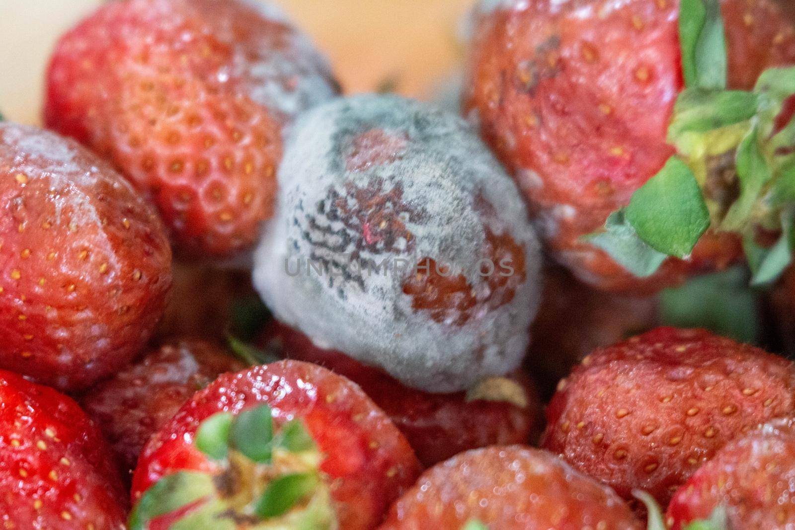close up photos of moldy strawberries. Food waste is a big issue by mynewturtle1