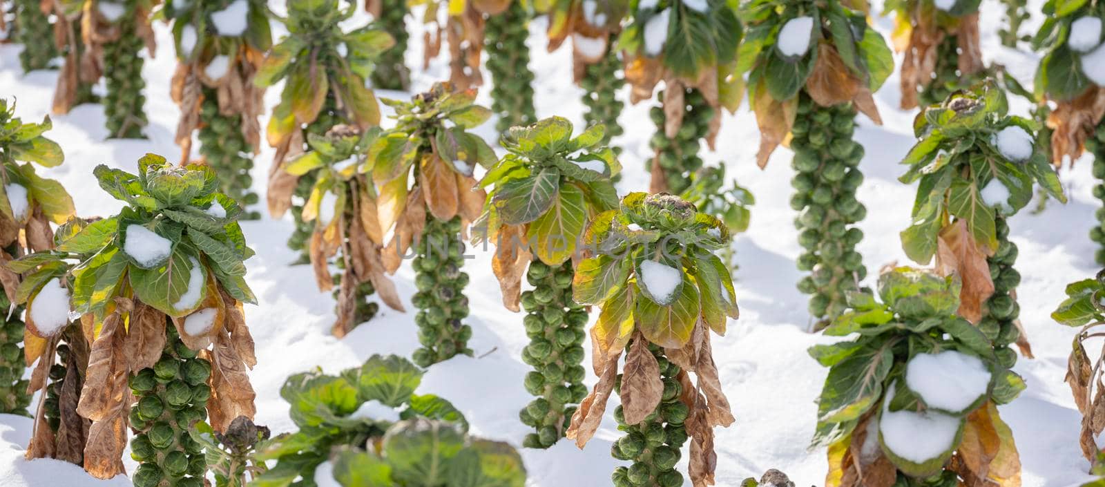 brussels sprouts in winter field with snow by ahavelaar