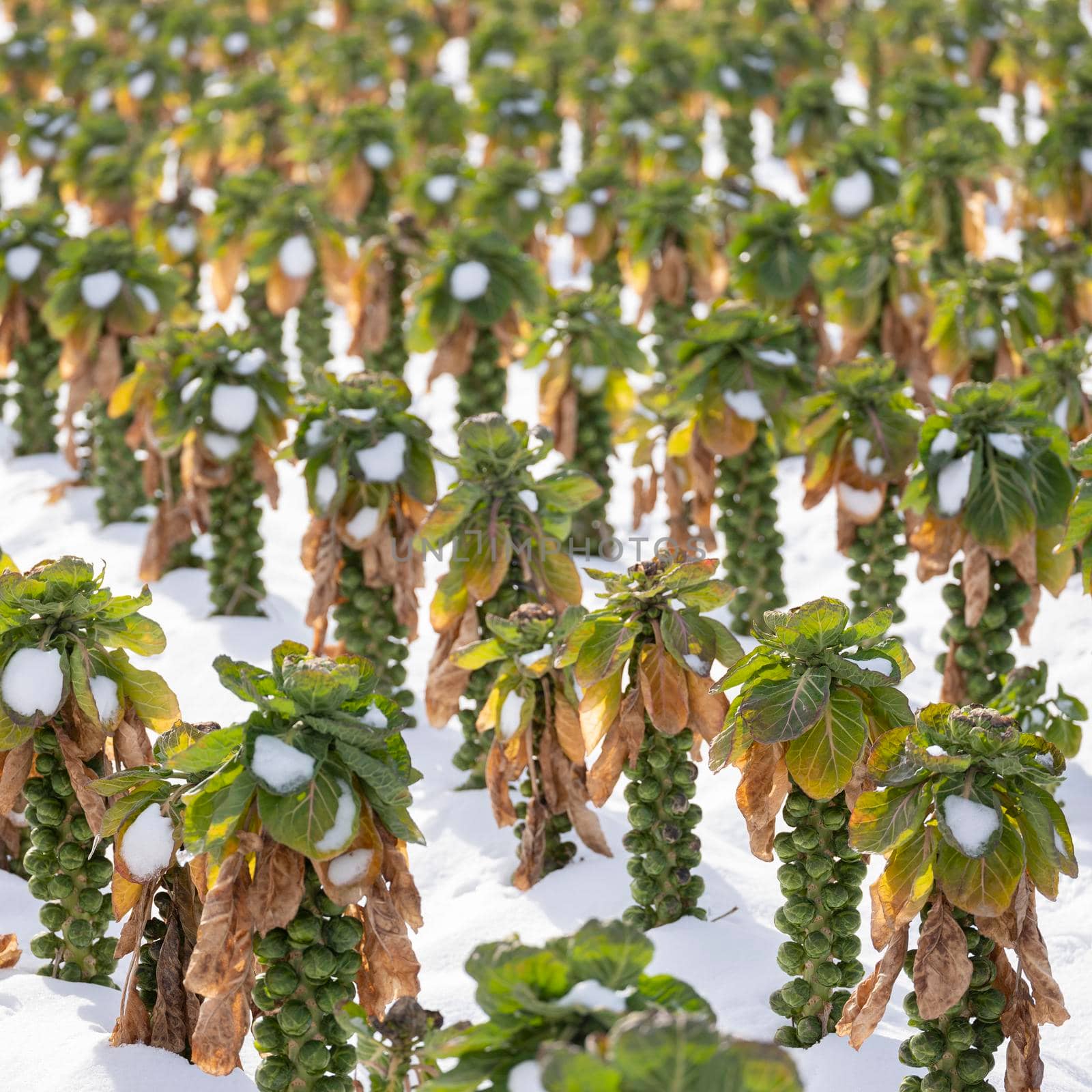 brussels sprouts in winter field with snow by ahavelaar