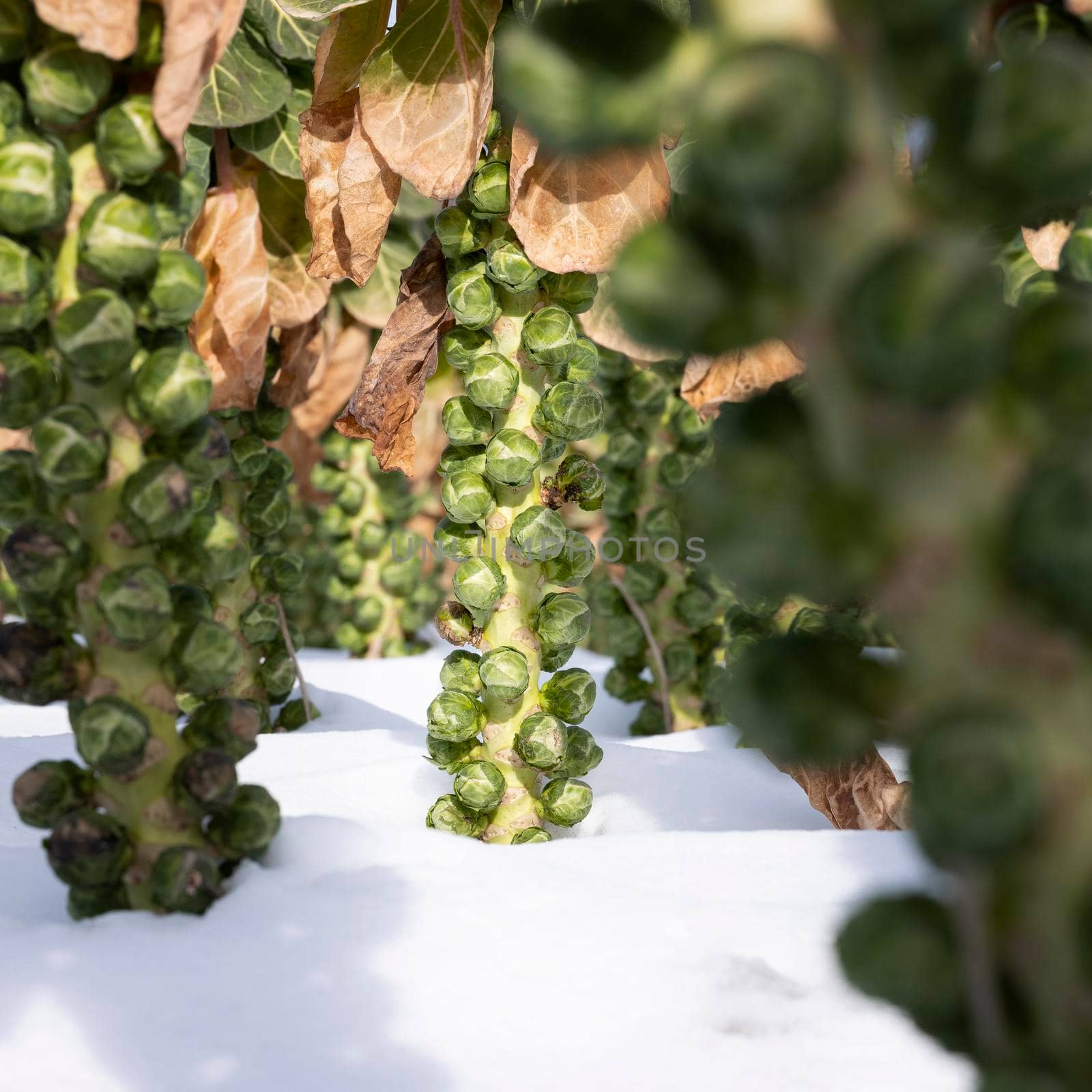closeup of brussels sprouts in winter field with snow