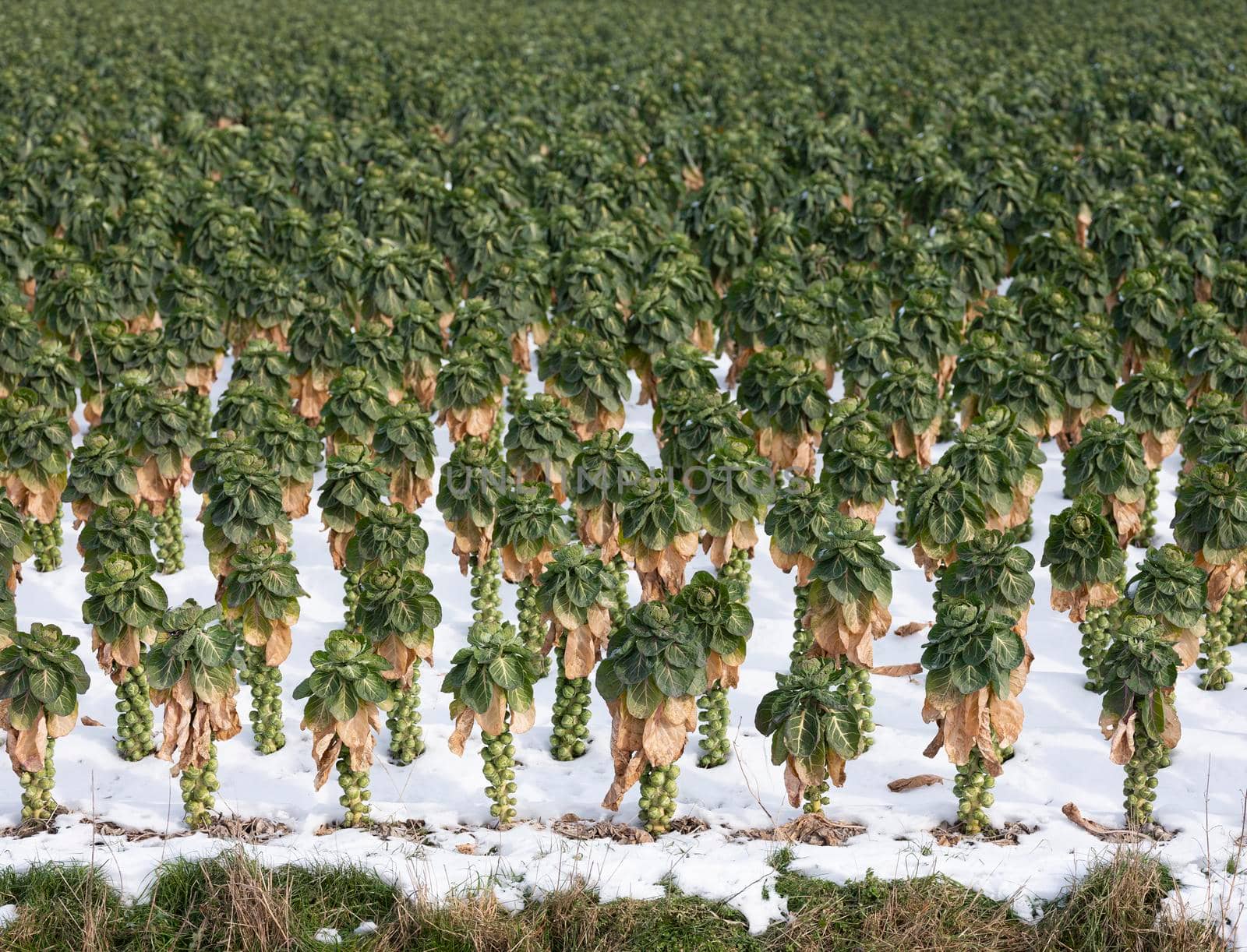 large amount of brussels sprouts in winter field with snow