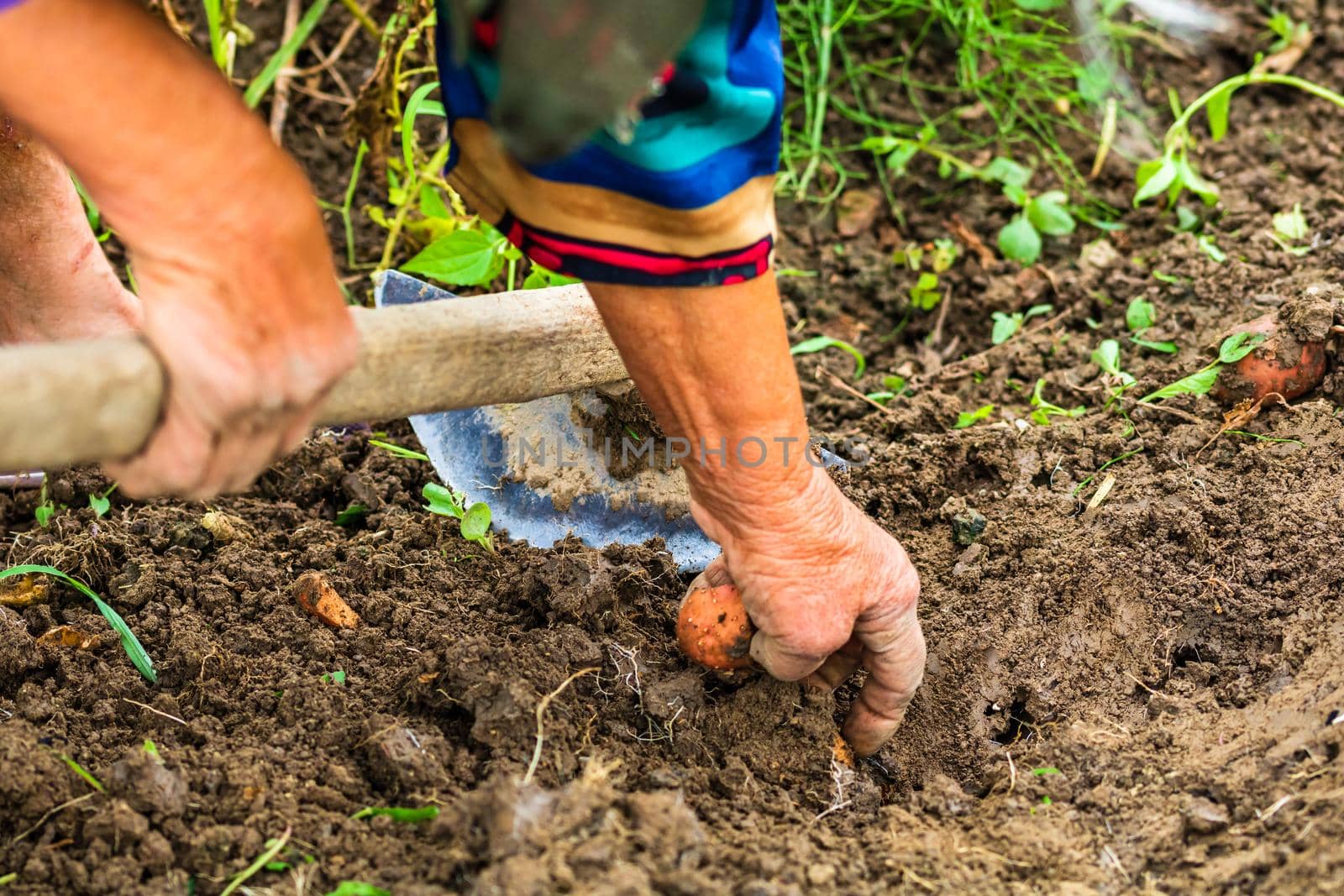 Harvesting and digging potatoes with hoe and hand in garden. Digging organic potatoes by dirty hard worked and wrinkled hand .