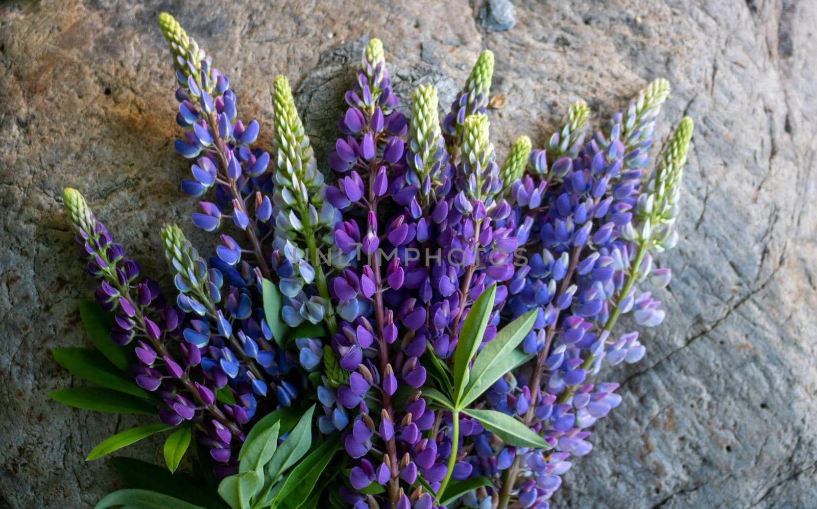 A bouquet of lupines isolated against a gray stone background.