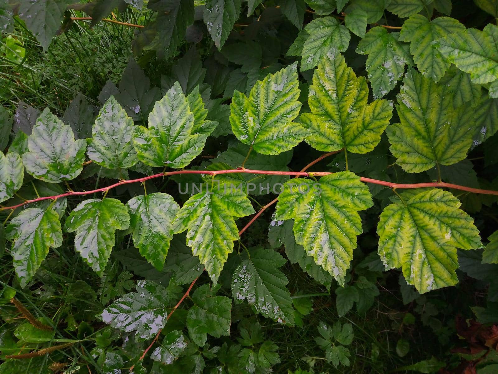 Vegetative background of leaves and plants. Lush, natural foliage. Green background of vegetation. Top view.