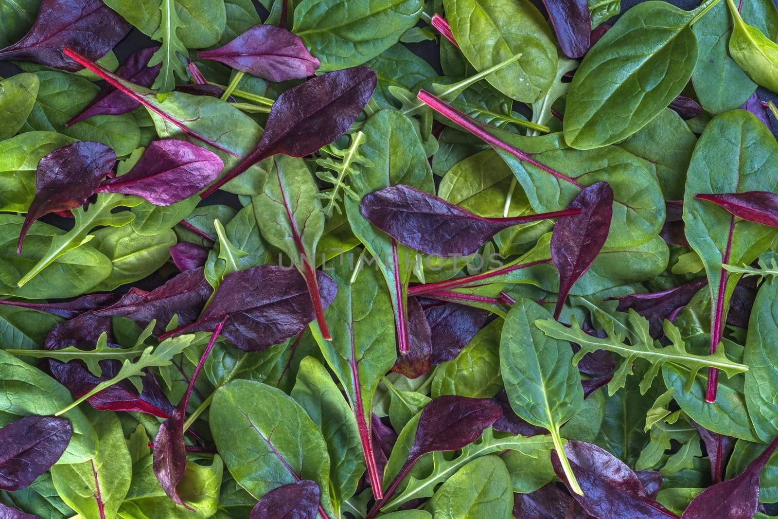 Various fresh, colorful lettuce leaves as background by Fischeron